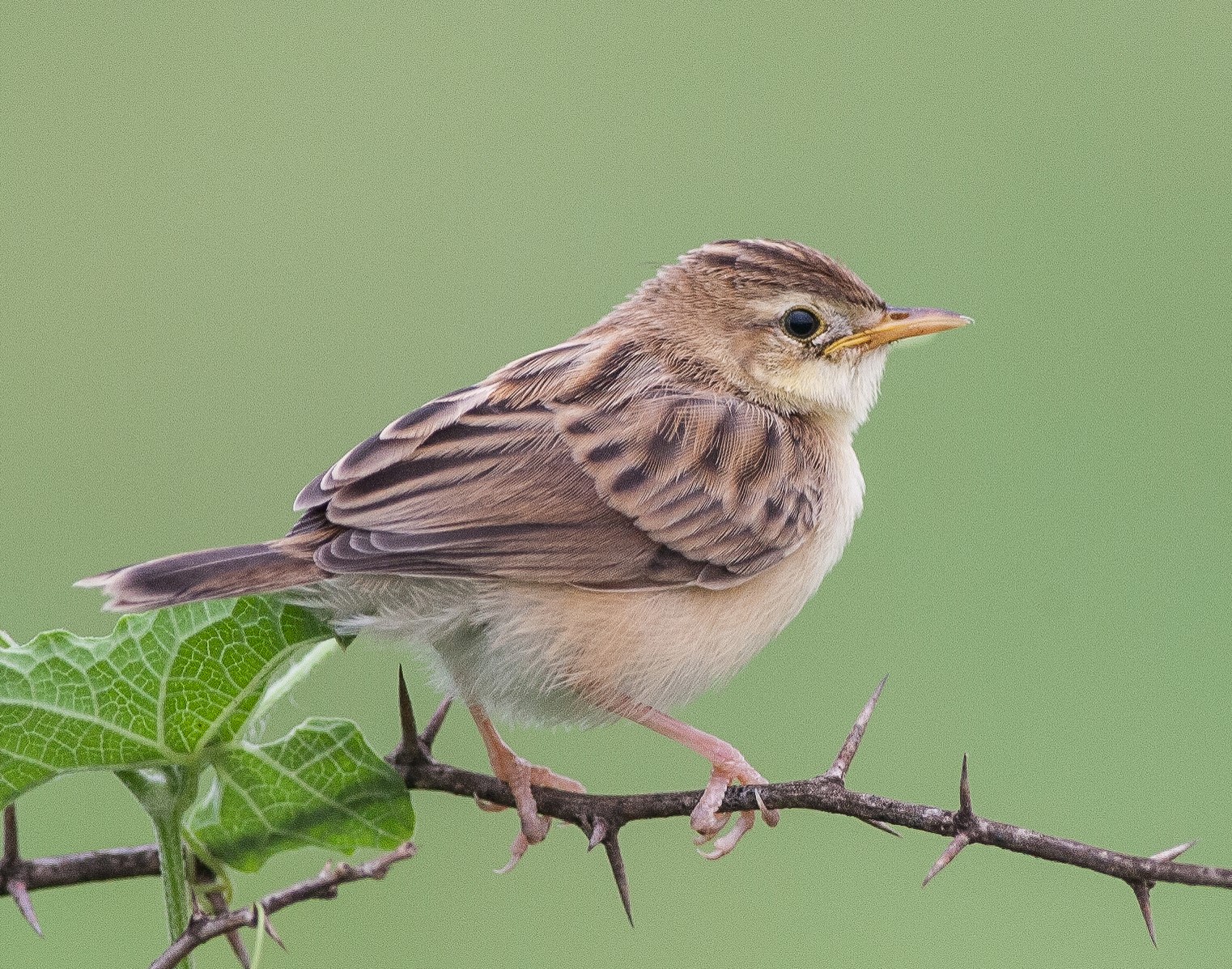 Zitting Cisticola