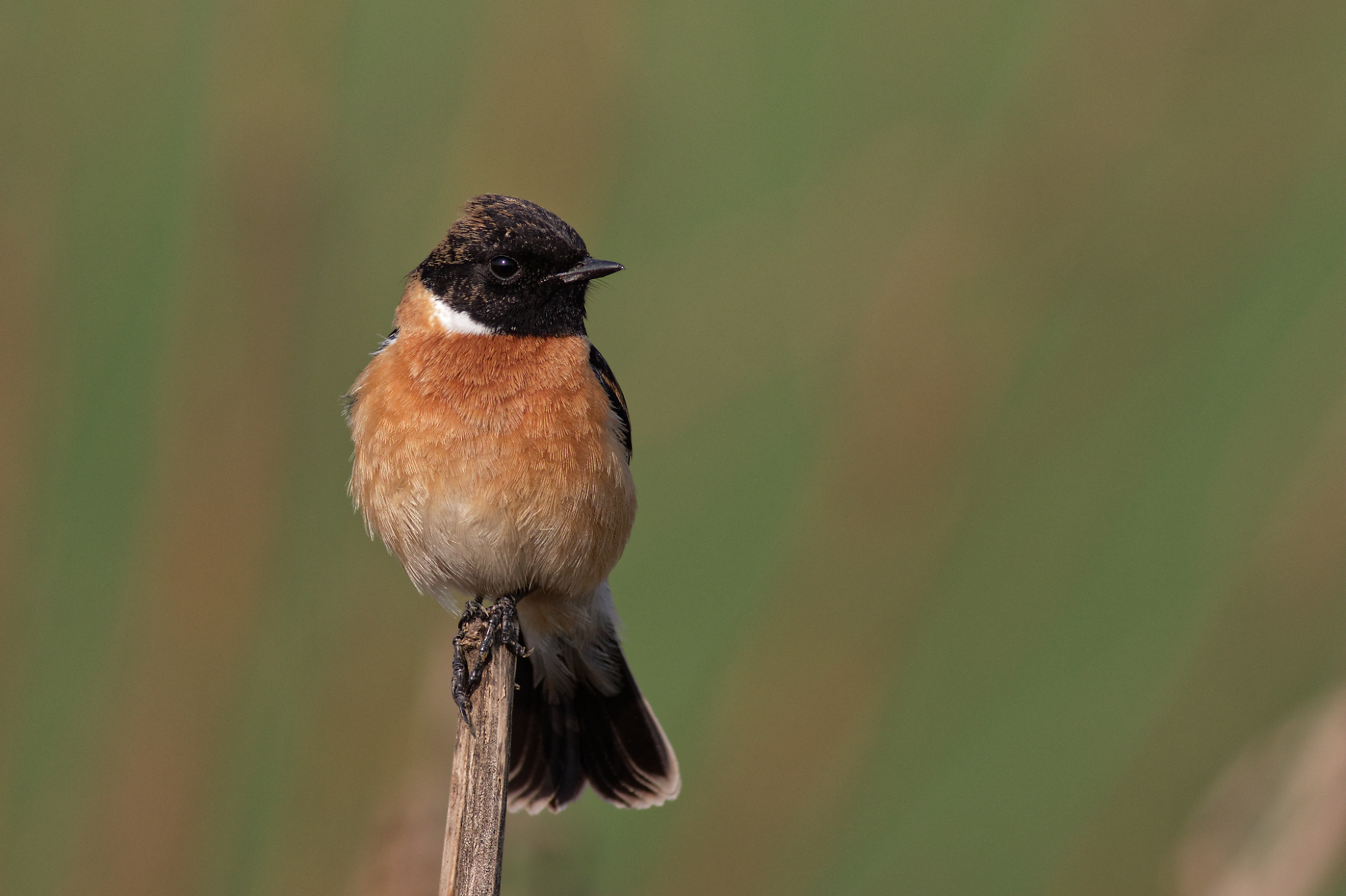 Siberian stonechat