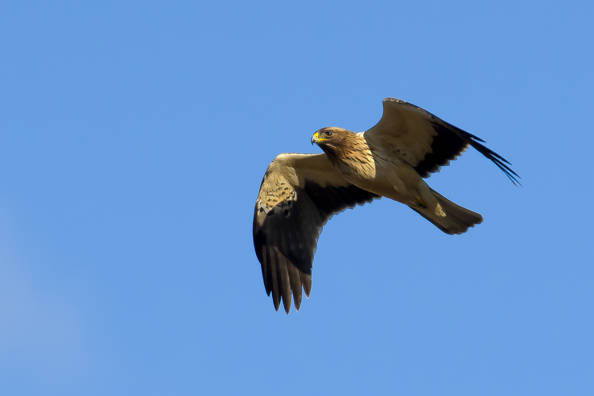 Lesser Eagle