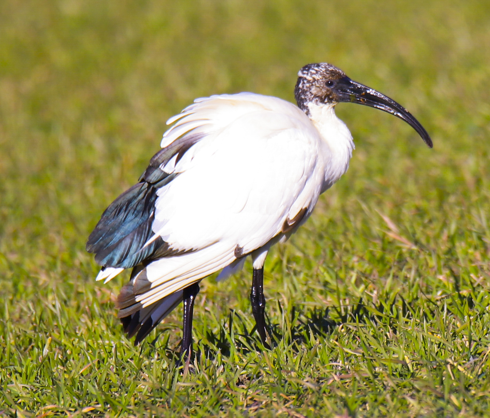 Sacred Ibis