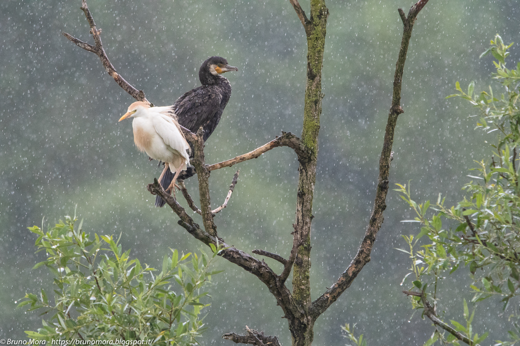 The Guardabuoi and the Cormorane.