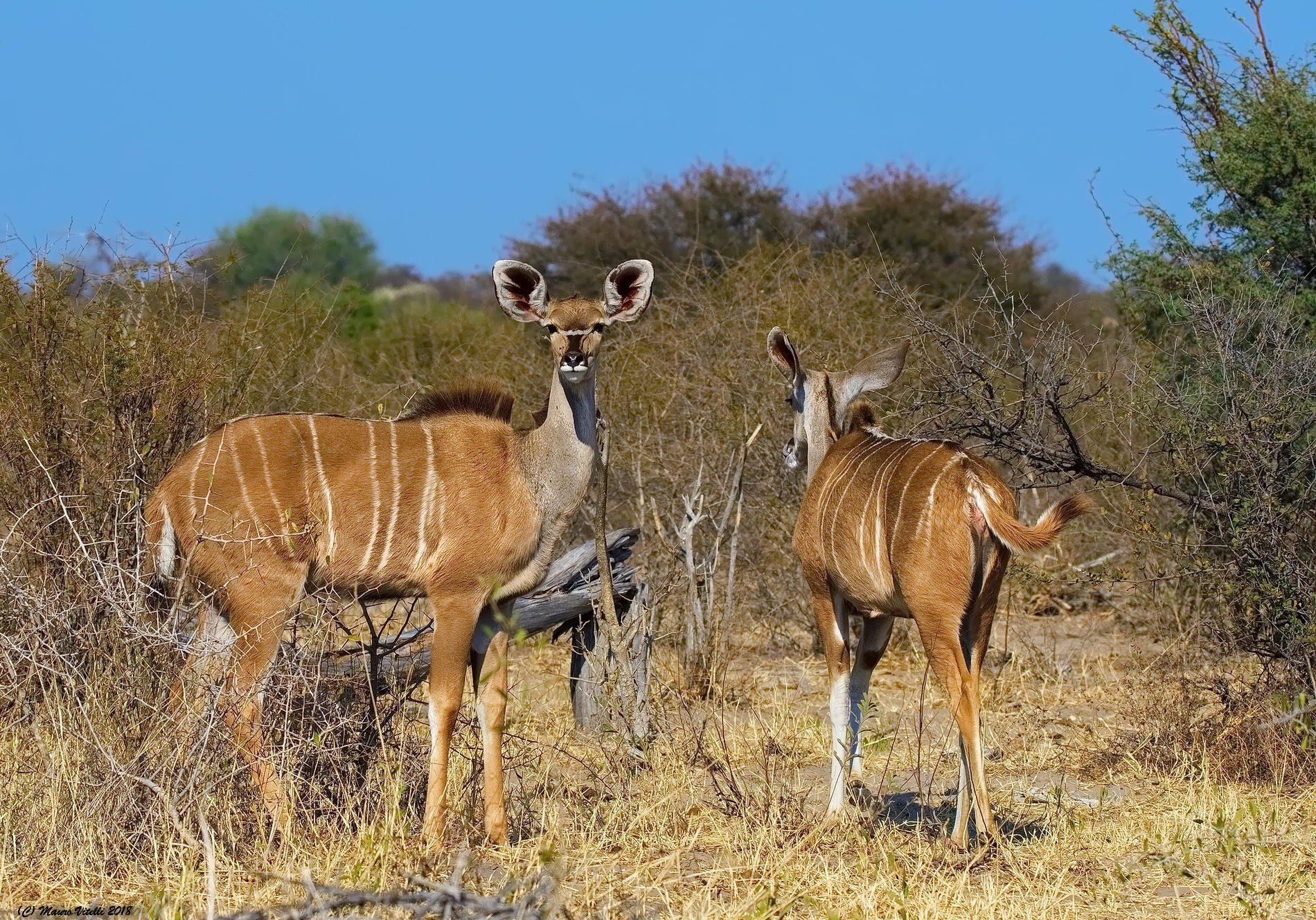 Kudu femmine (Kalahari)