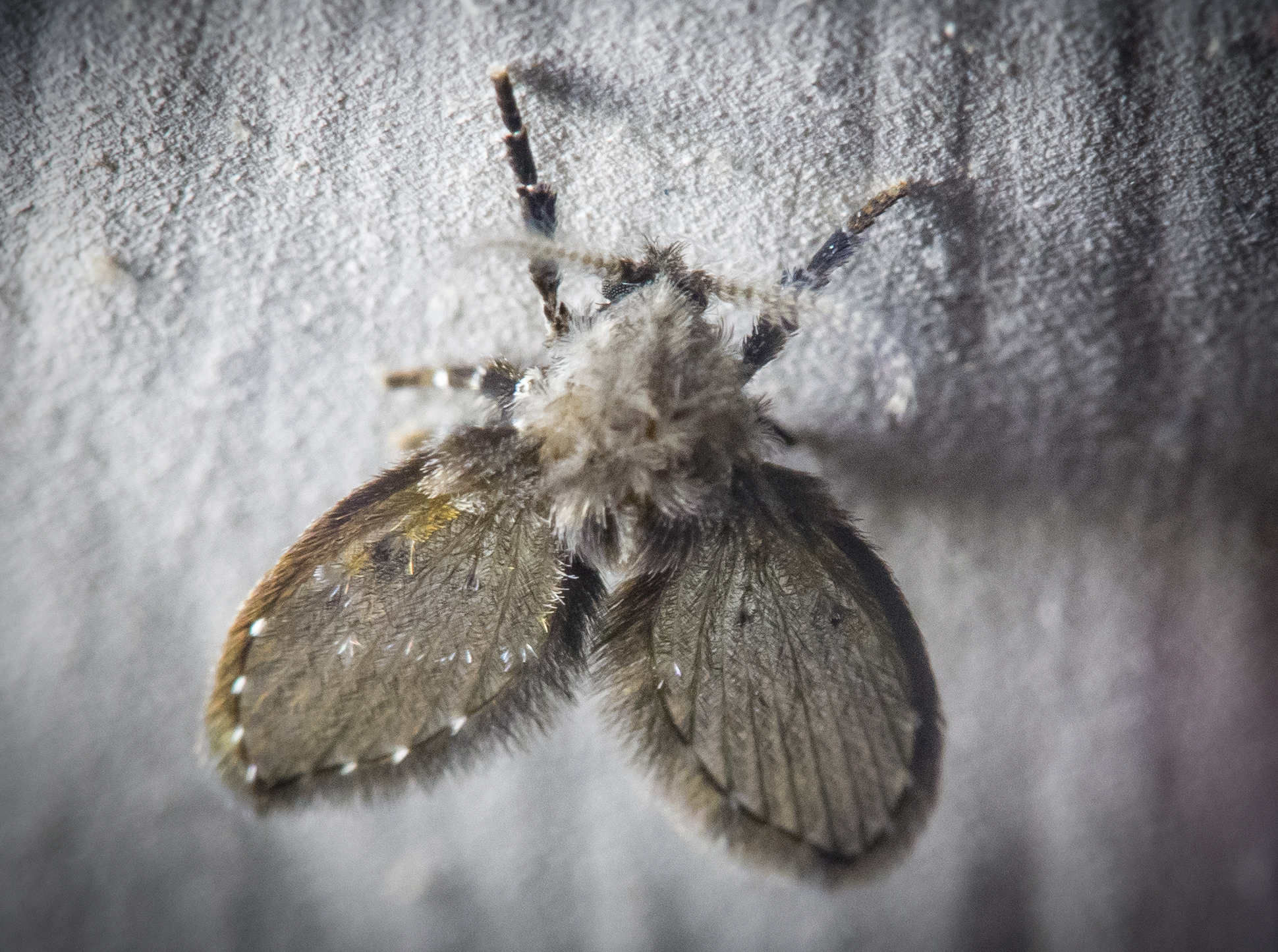 Clogmia Albipunctata