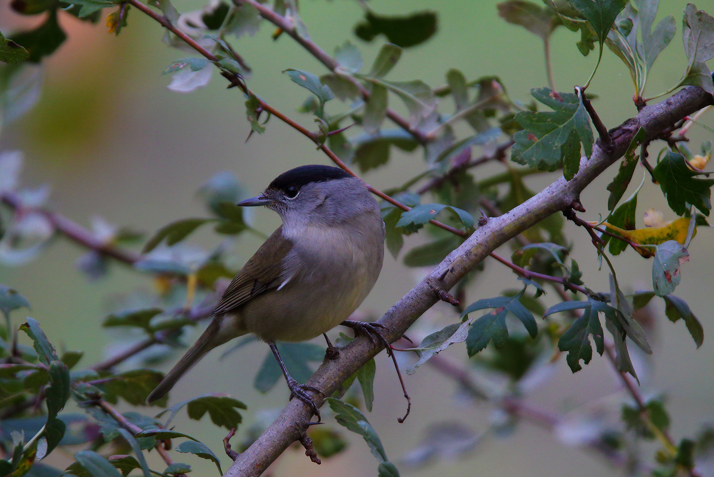 Blackcap
