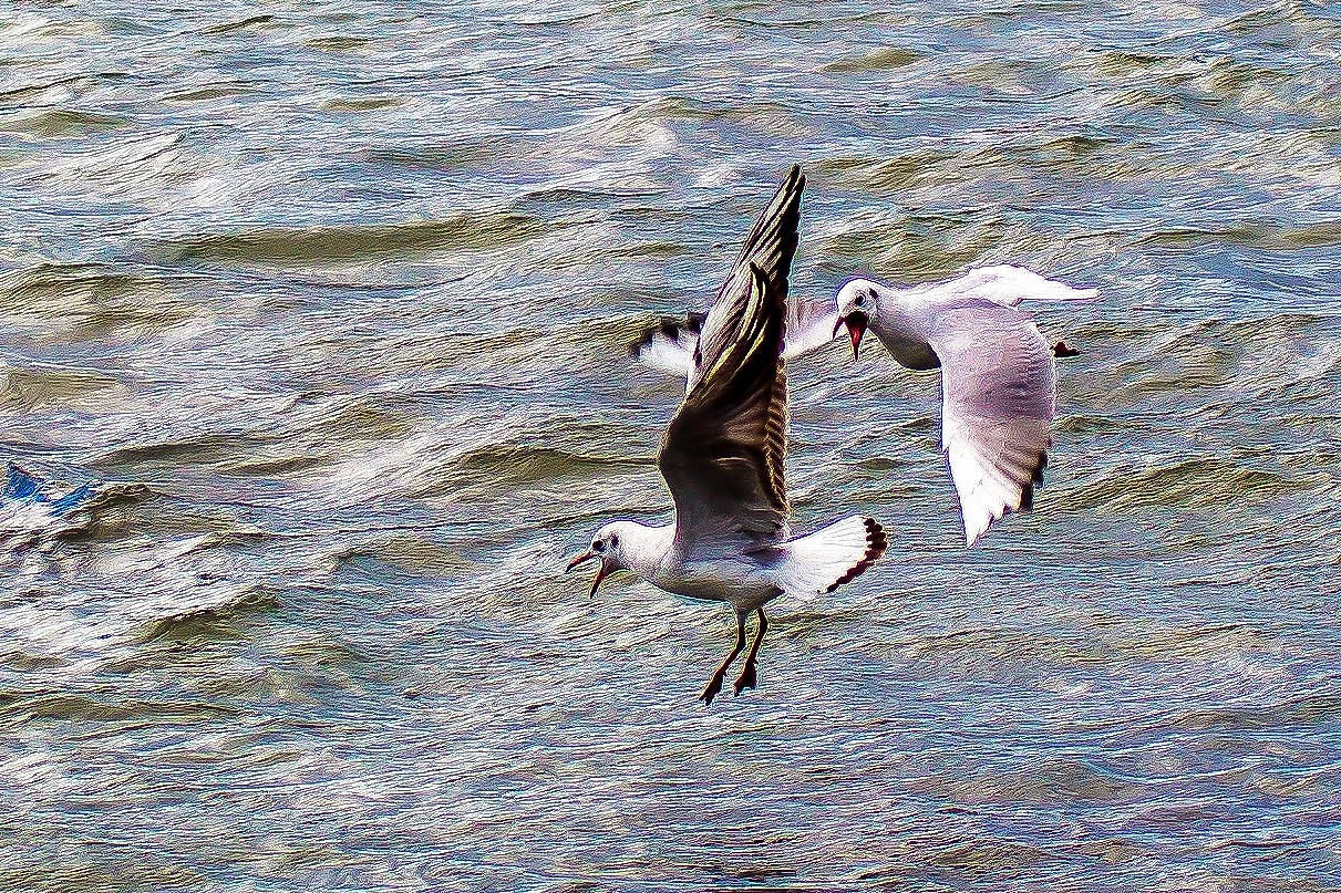 Battle in Flight