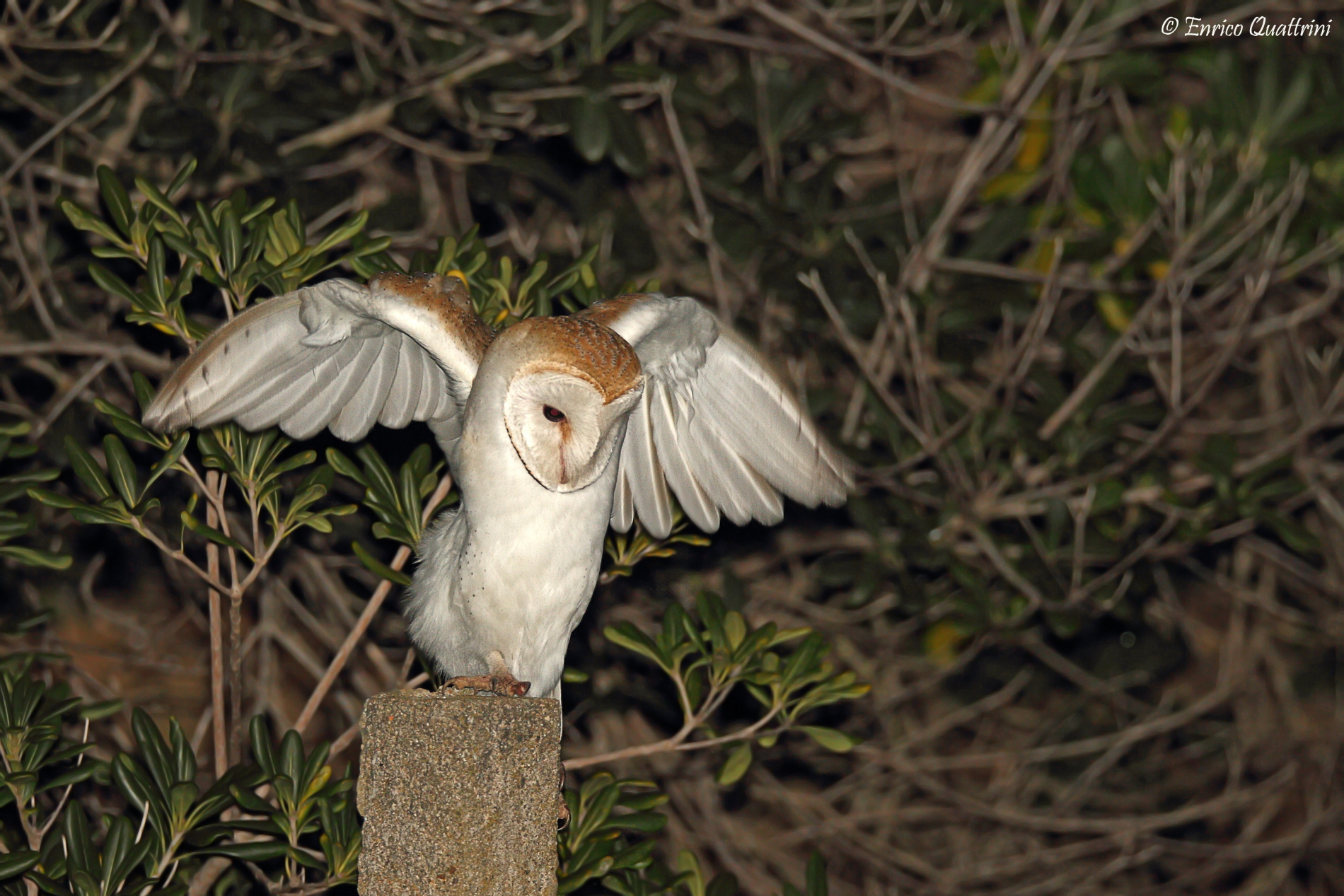 Barn Owl