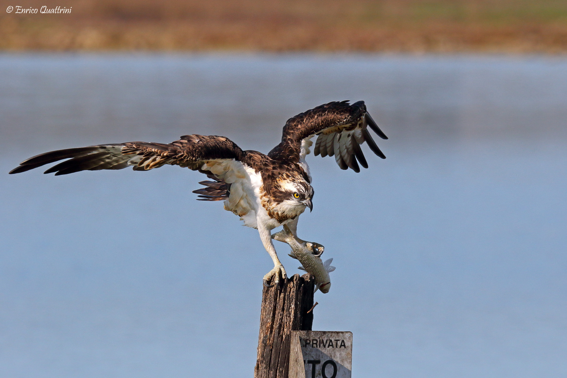 Osprey