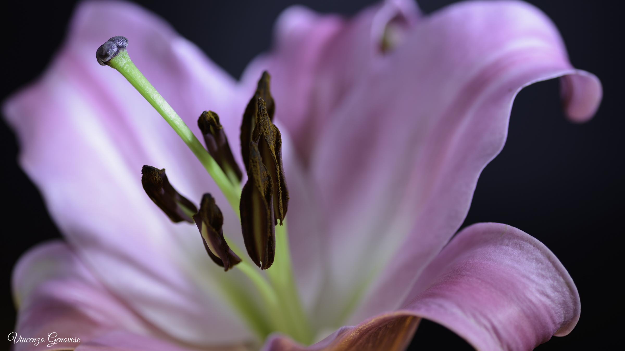 First shot with the Milvus 100mm F2/M