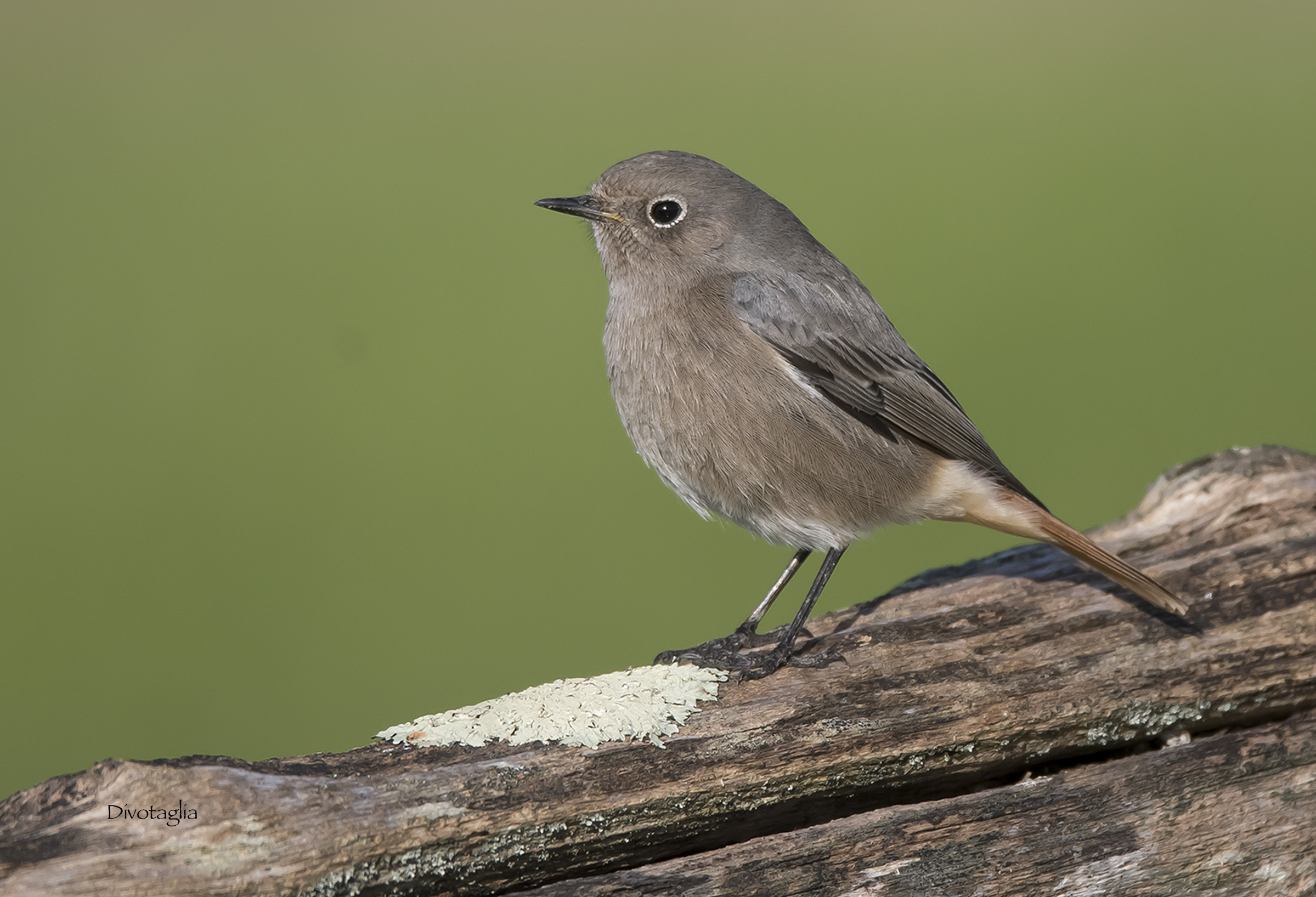 Red-chimney sweep F.