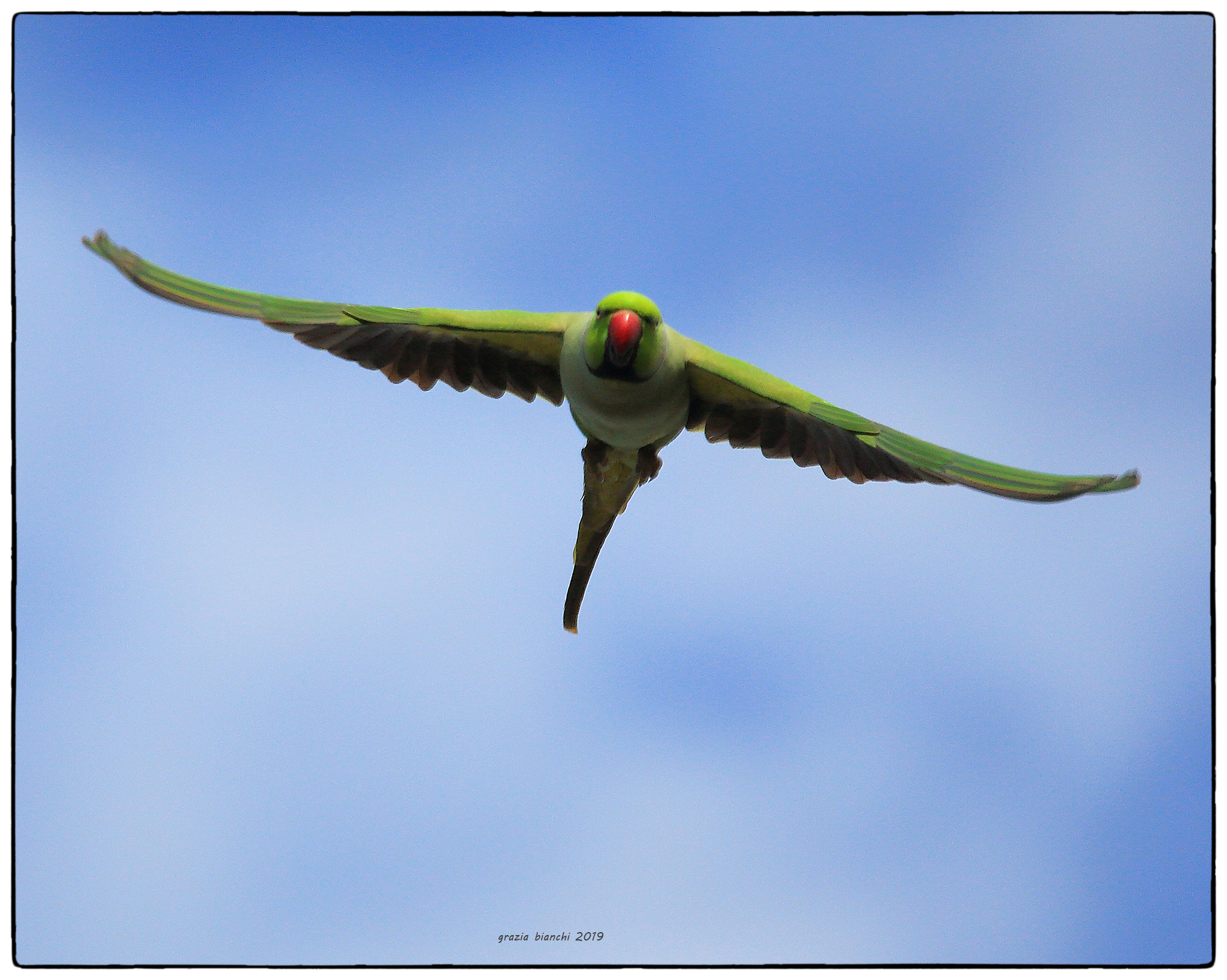 Parrocchetto dal collare