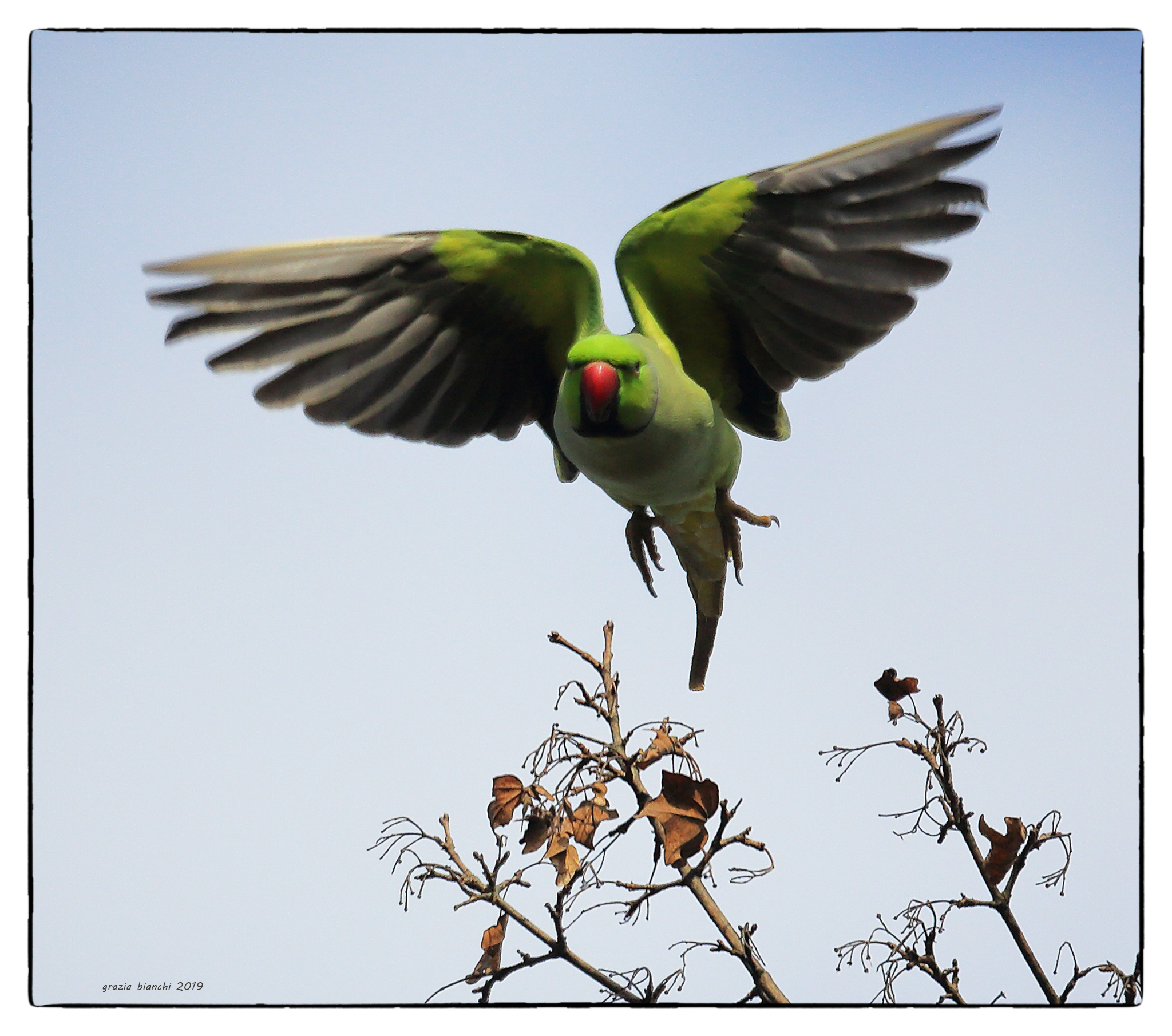 Parrocchetto dal collare