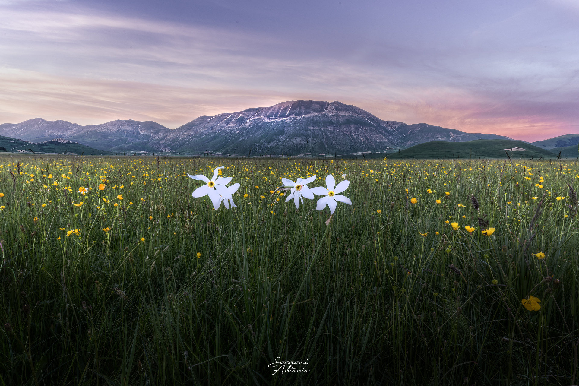 Castelluccio and his Marcisi