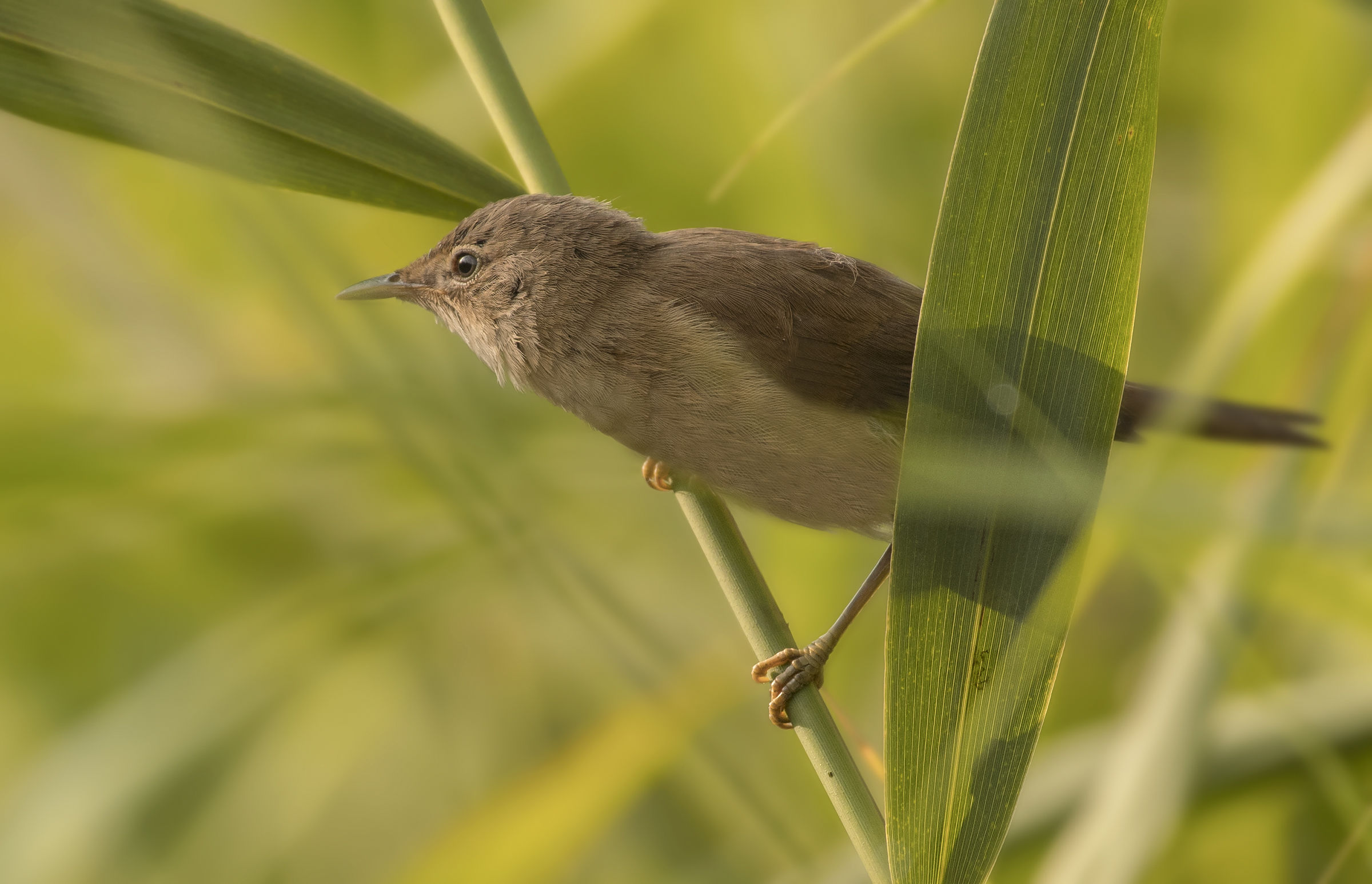Common Reed Warbler or Verdognola?