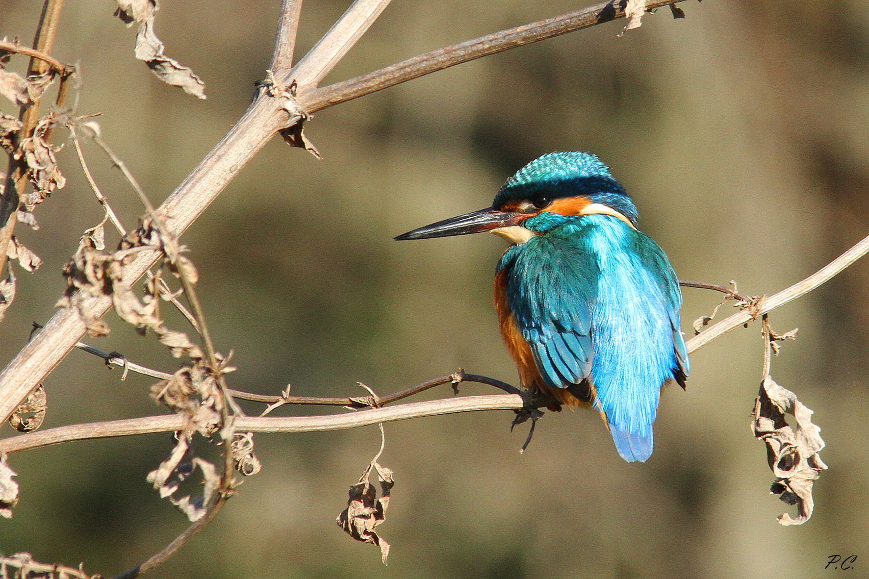 Il pescatore bendato