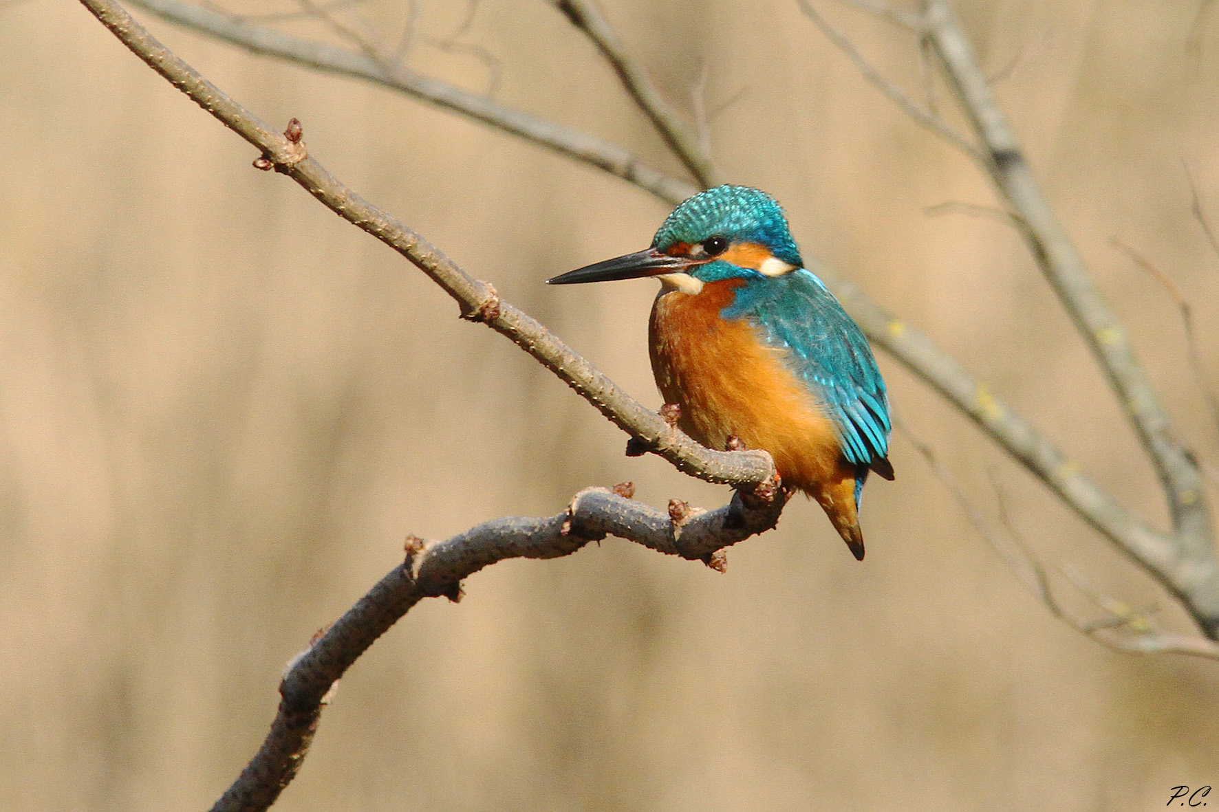 Un bel posatoio per la pesca