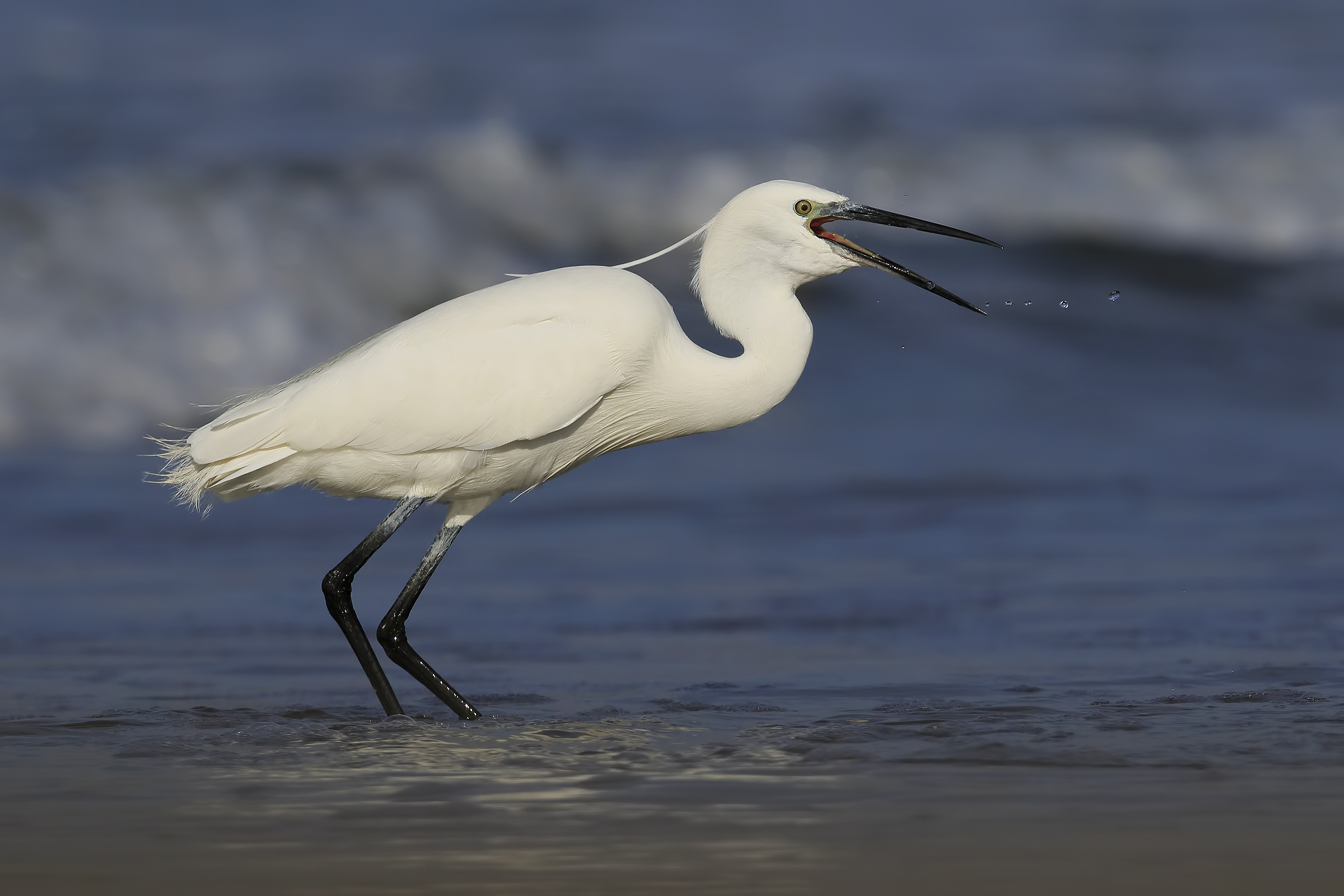 Egret