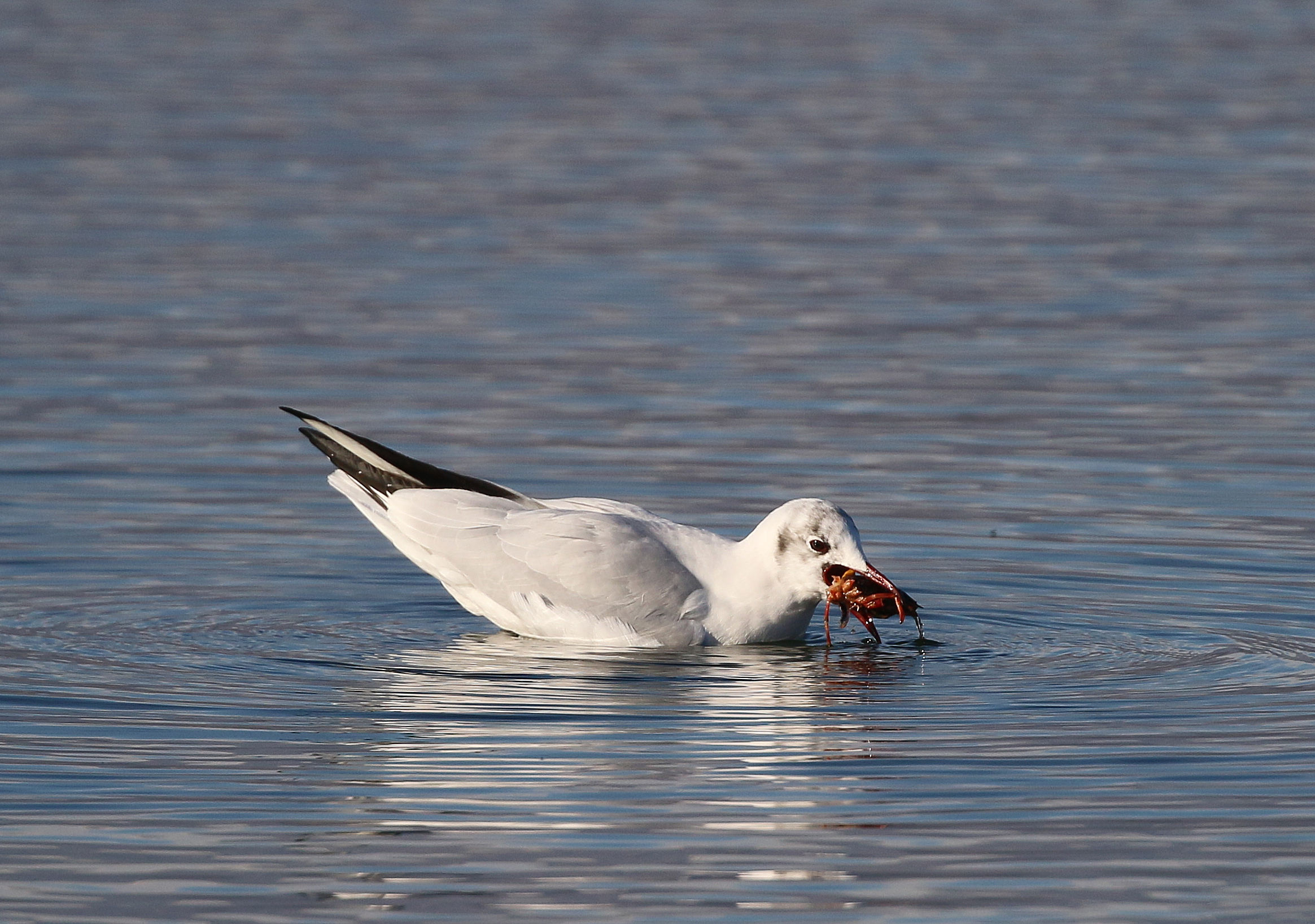 Common seagull with Louisiana shrimp