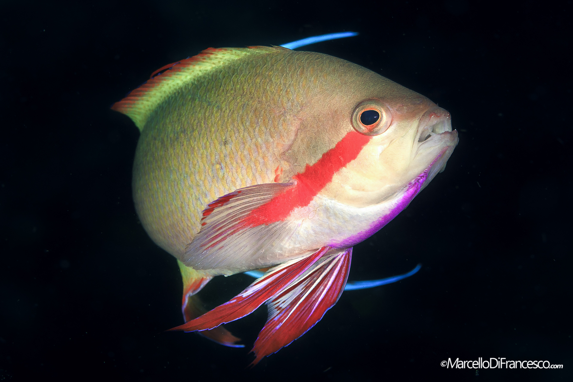 Anthias