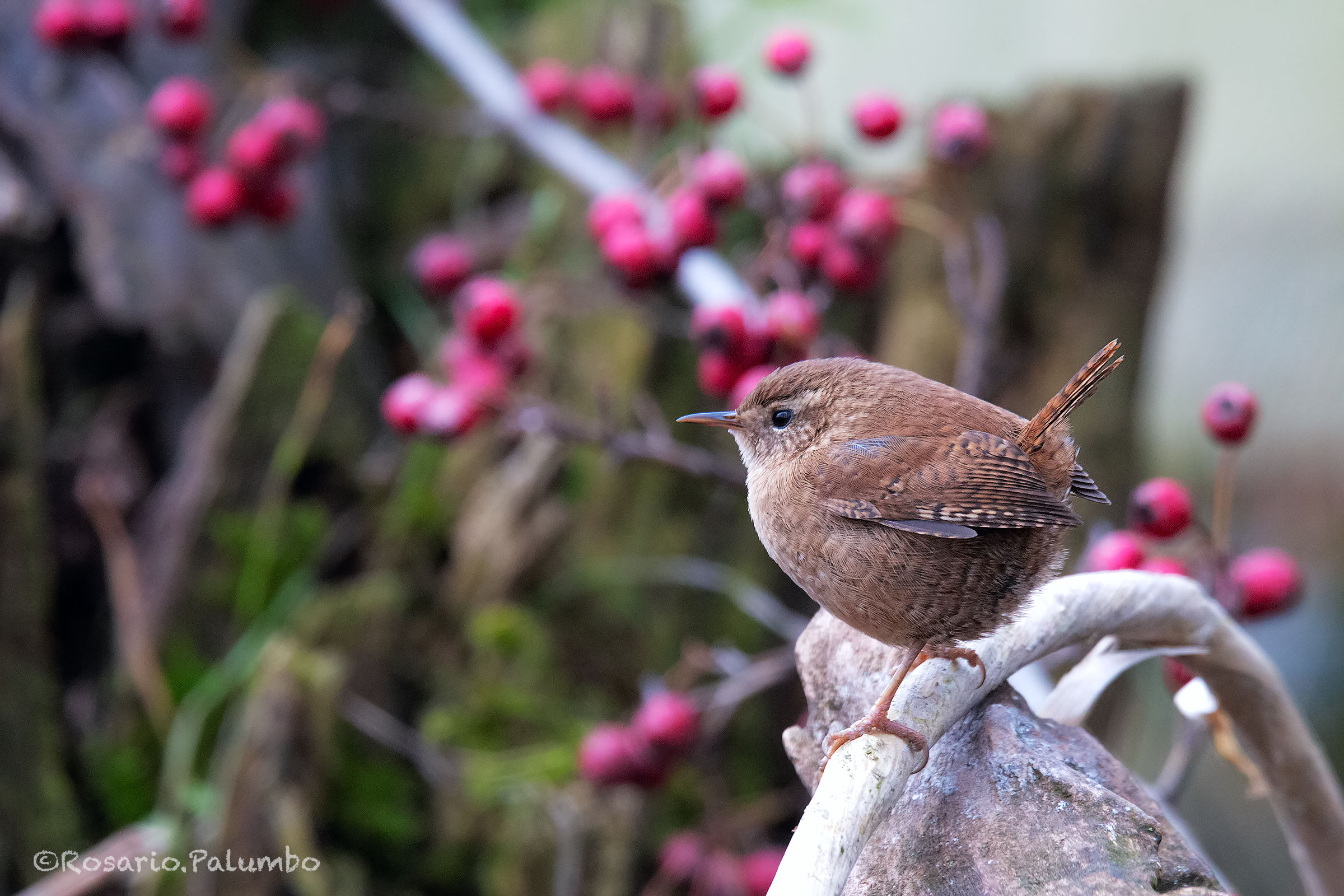Wren