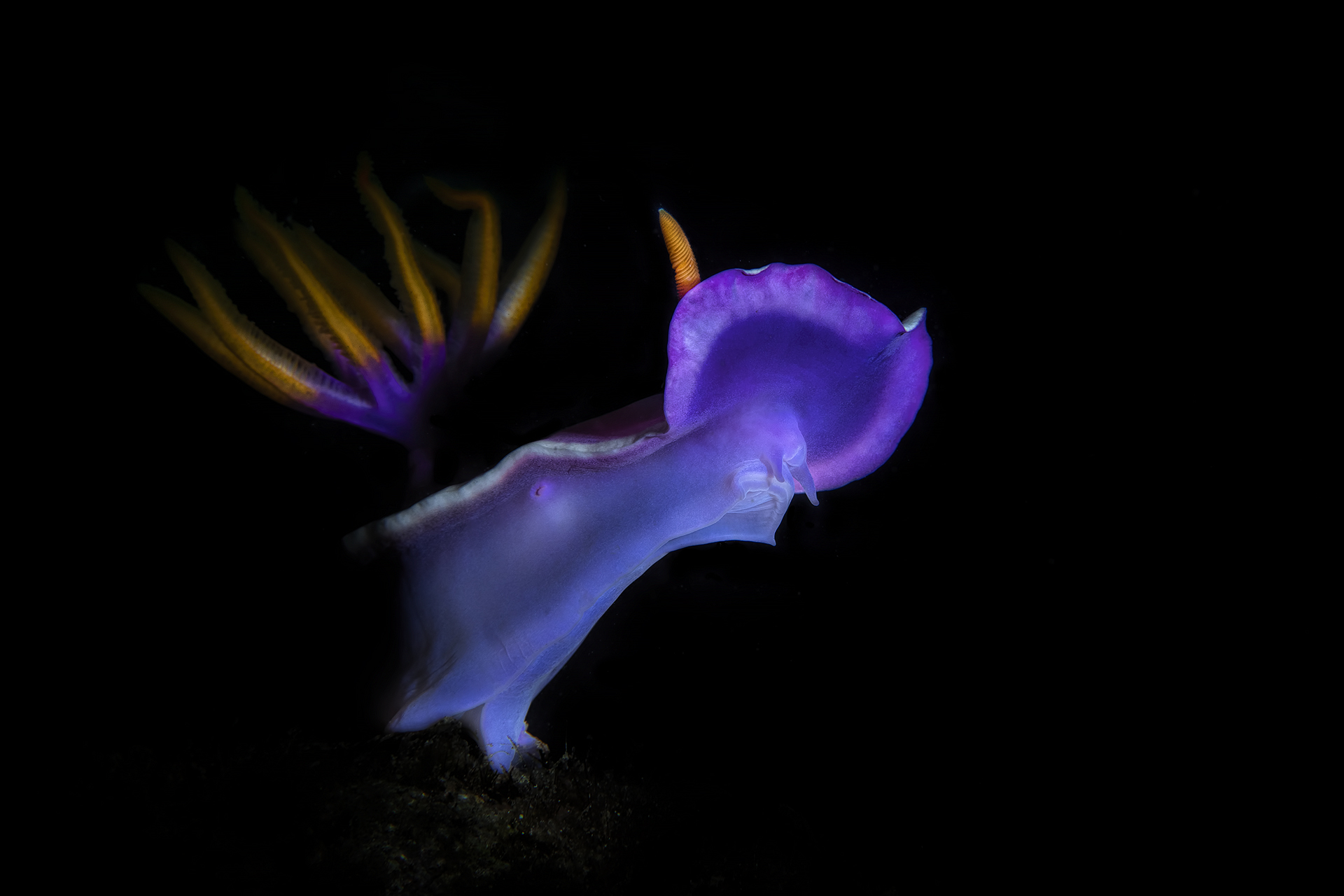 nudi