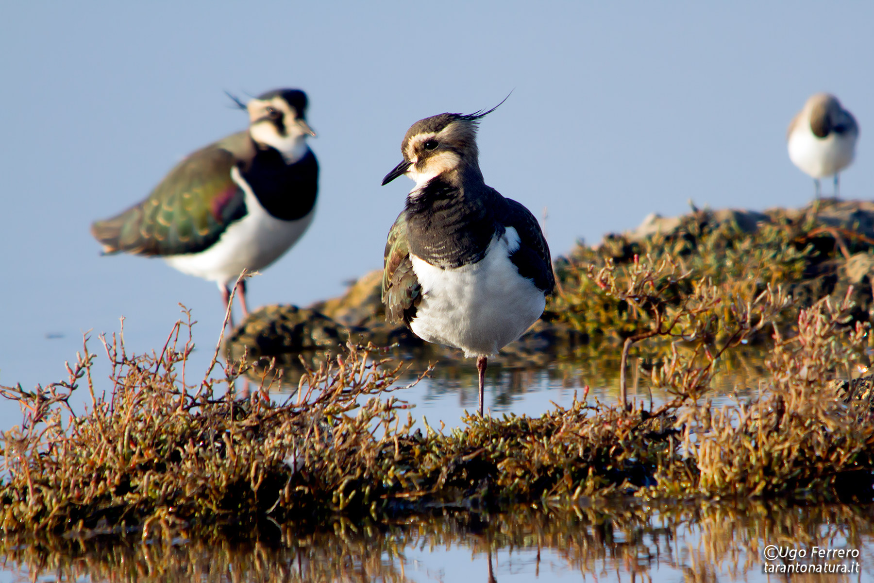 Pavoncelle a 1000mm !