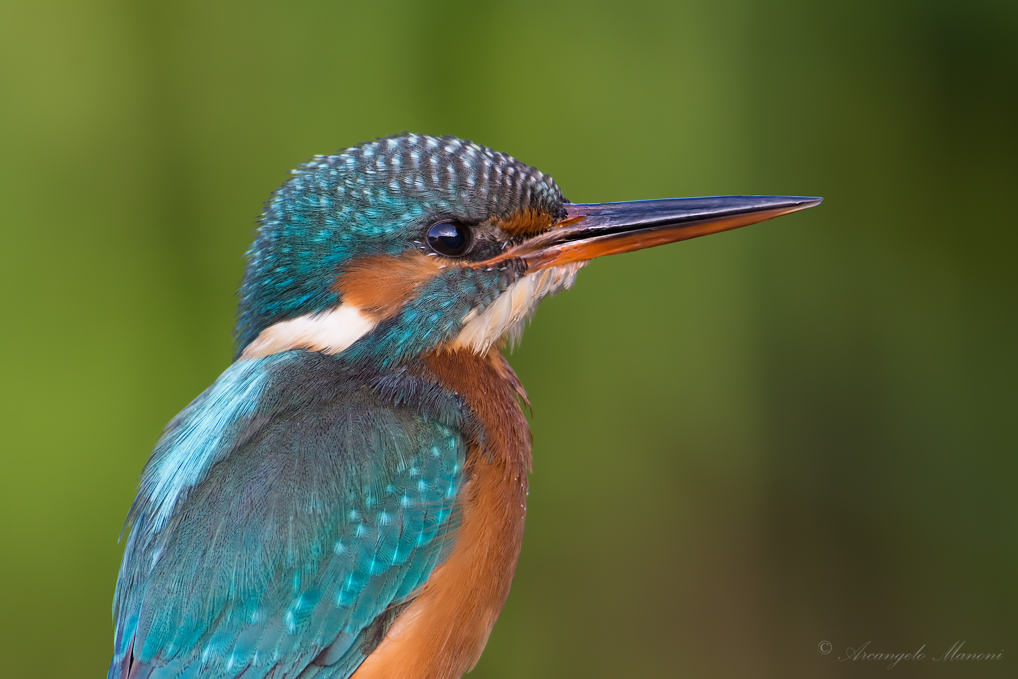 Primissimo piano alla martina
