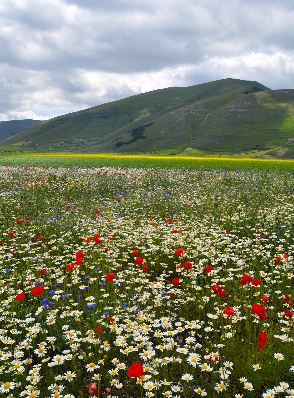 The Pian Grande of Castelluccio di Norcia in Bloom