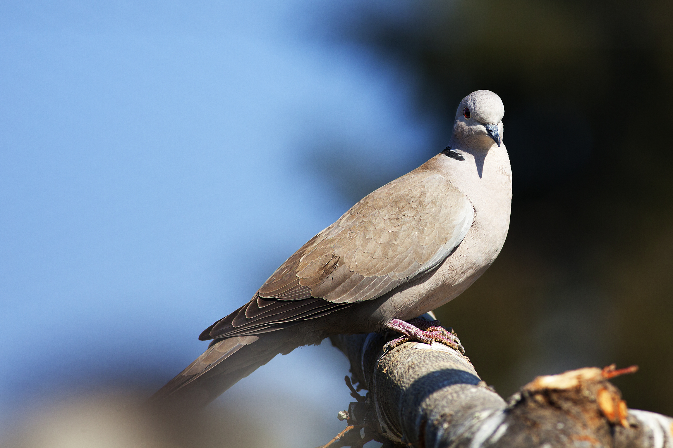The turtledove