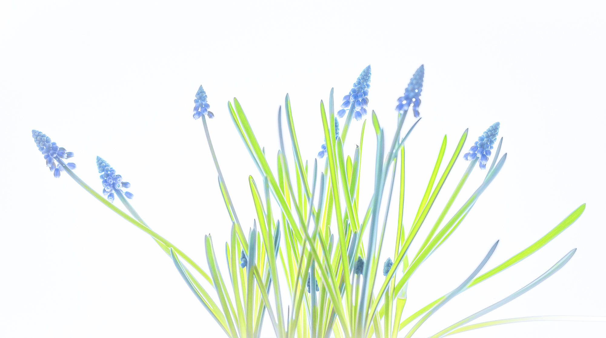 Grape Hyacinths in High-Key