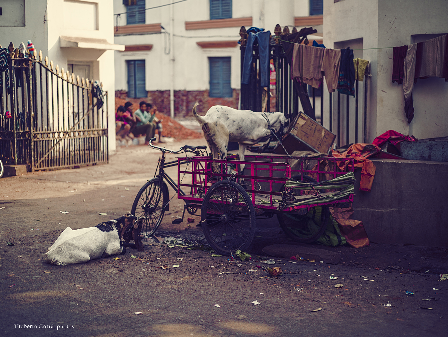 Brekfast of champion