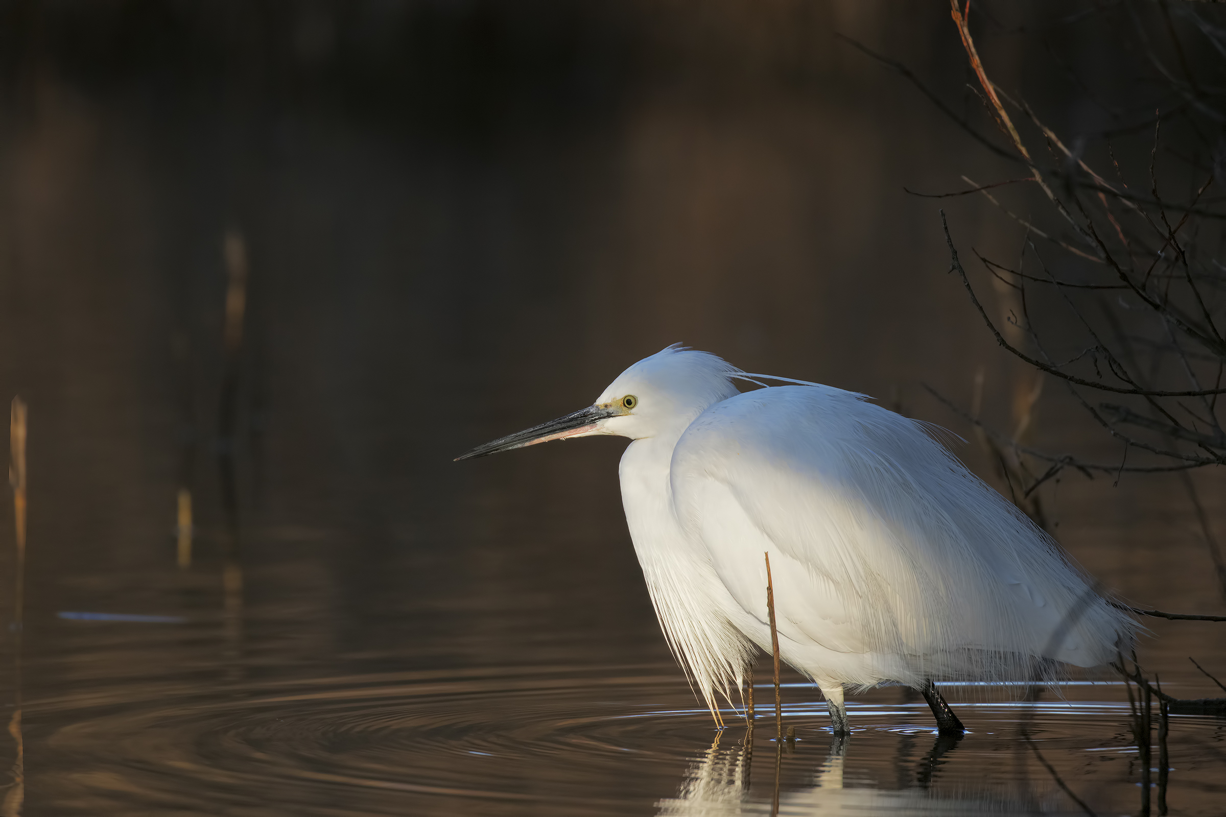 The first ray of sunshine
