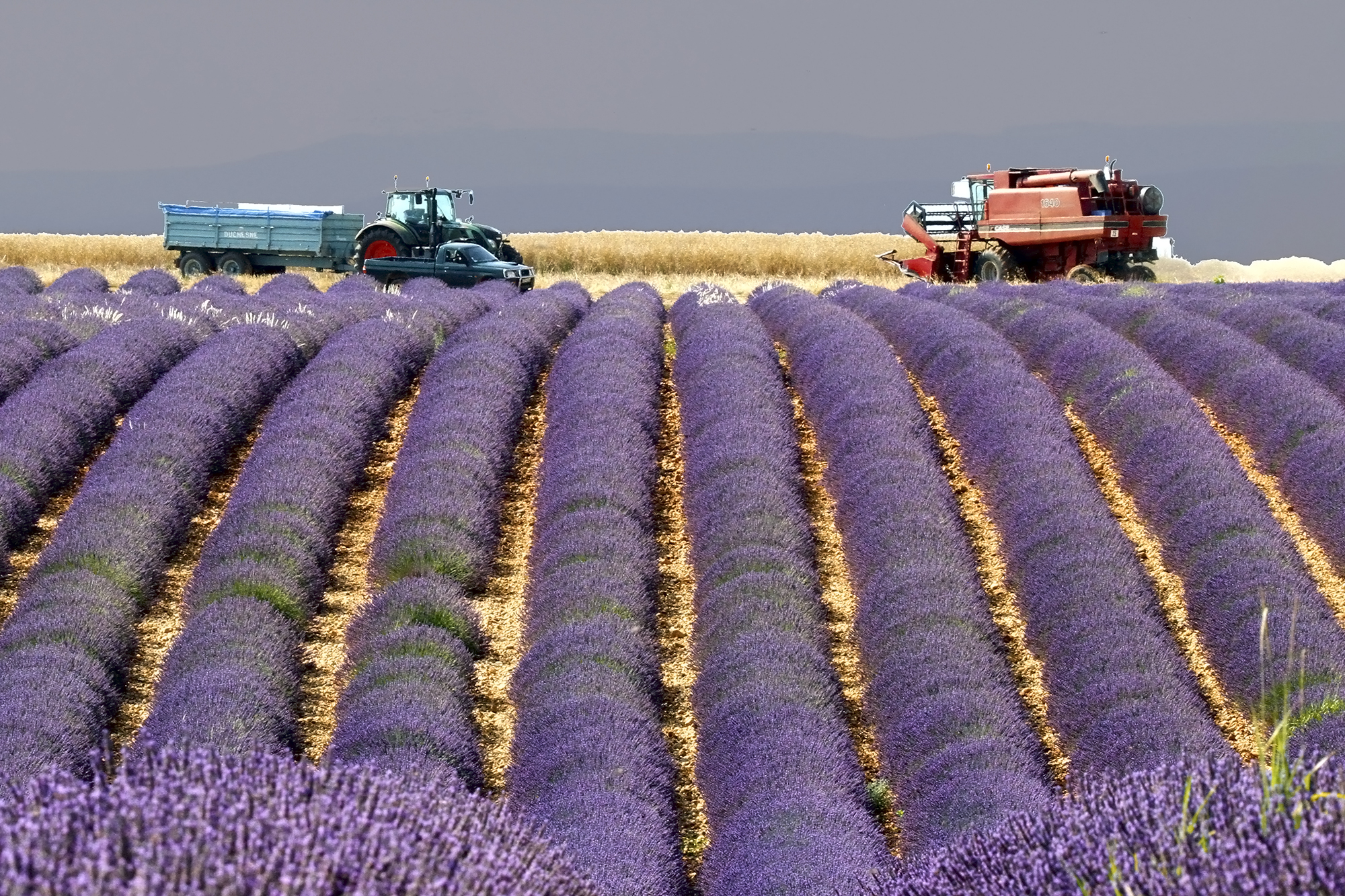 Valensole