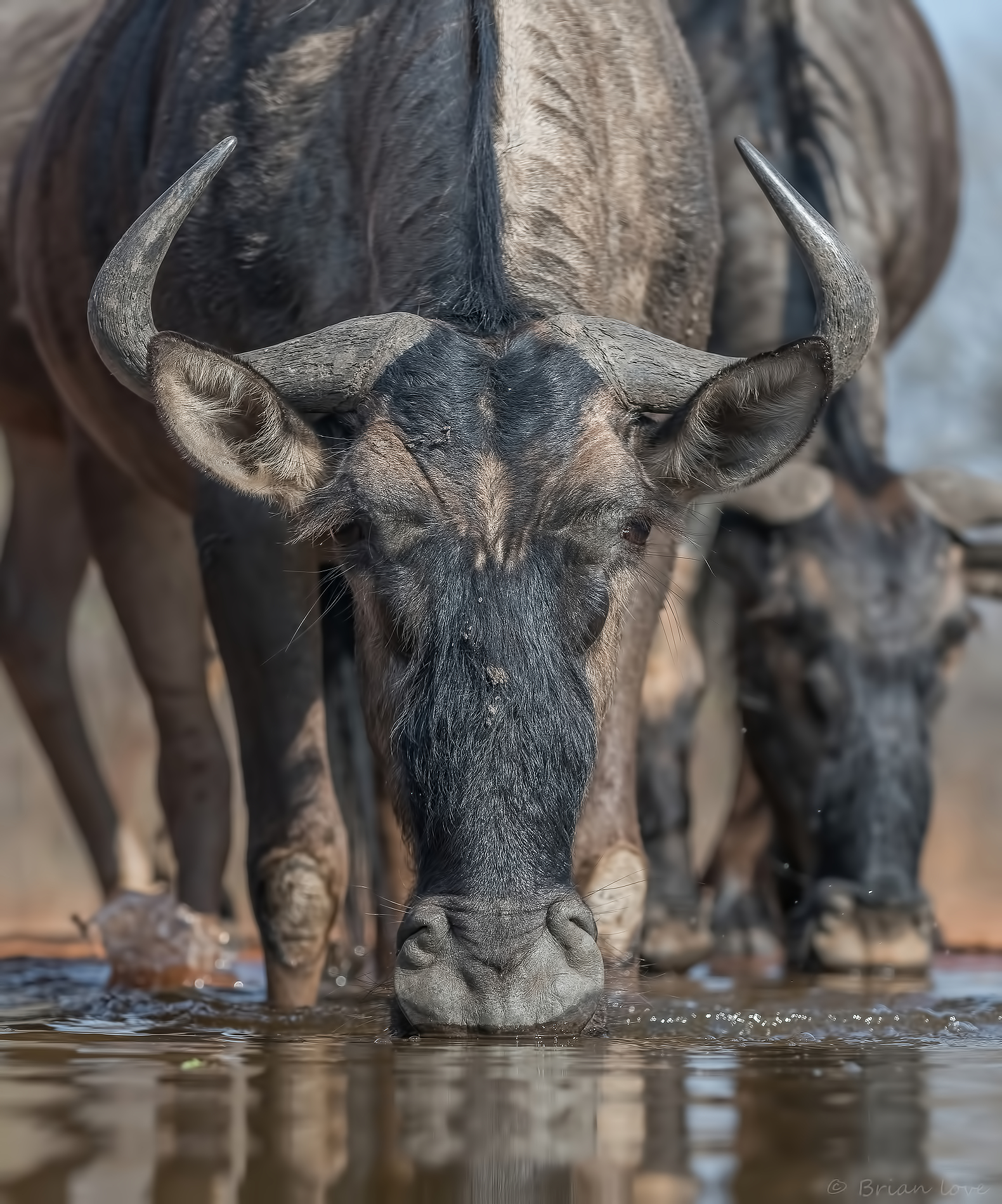 Up Close and Personal