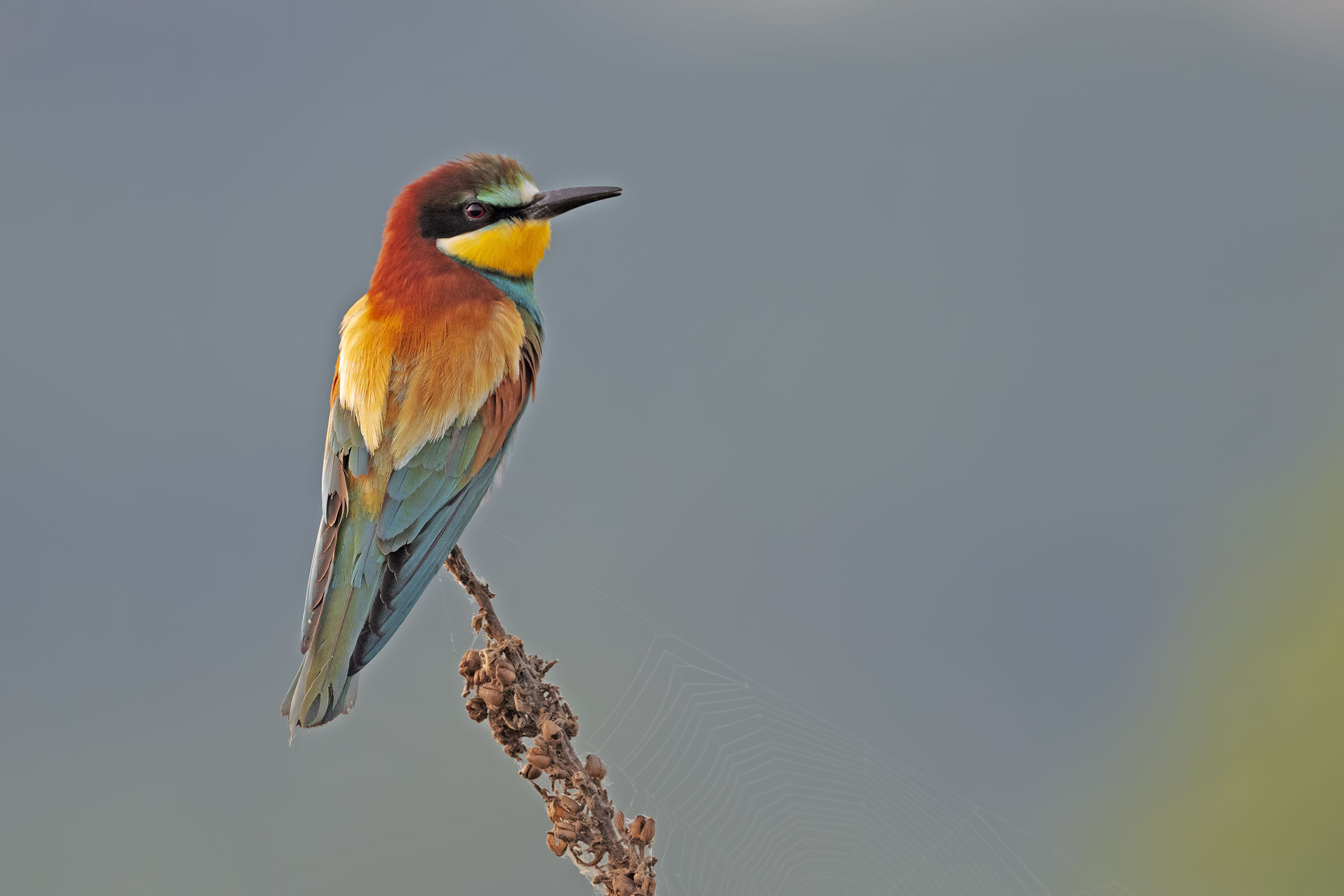 Bee-eater in the evening.....