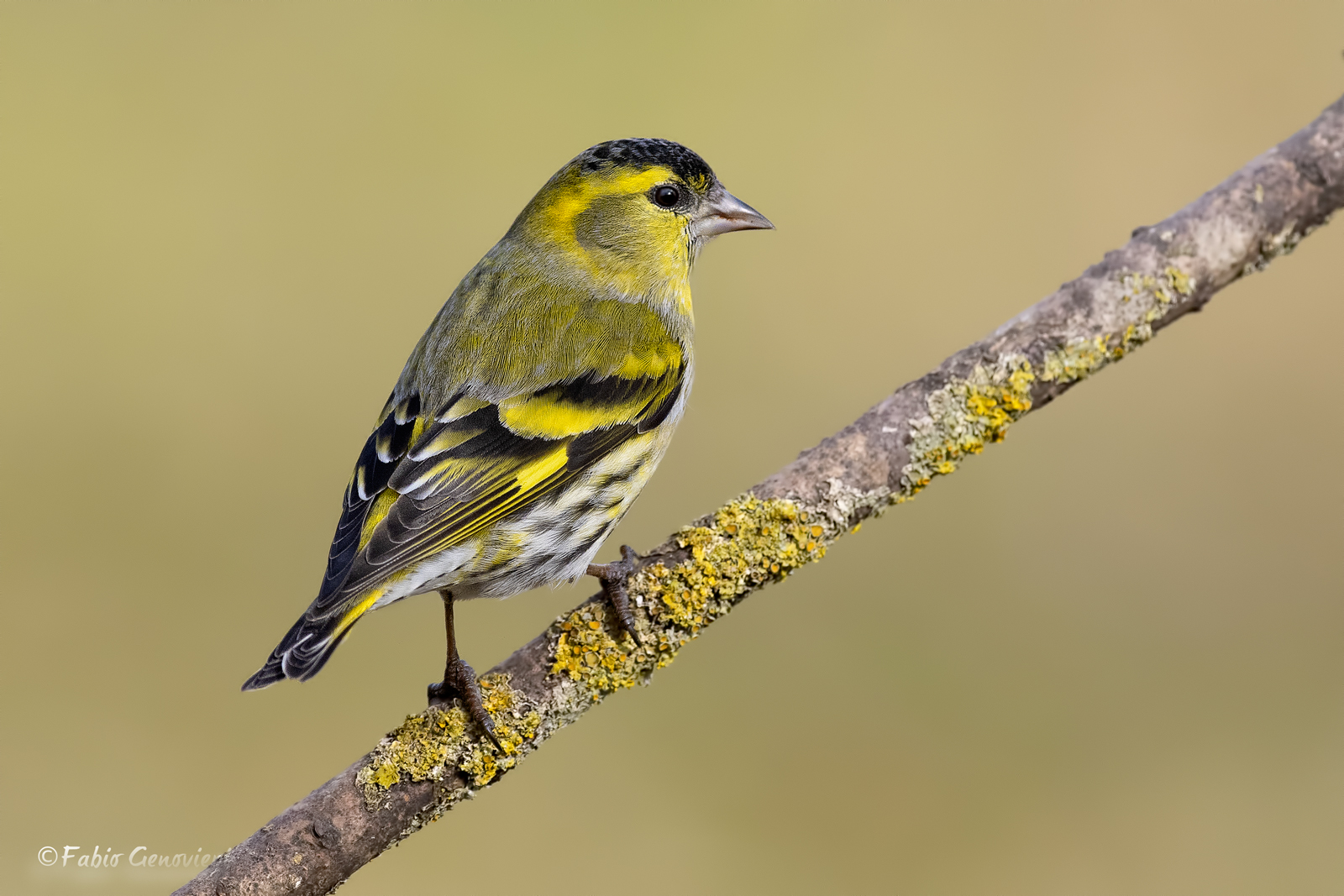 Siskin