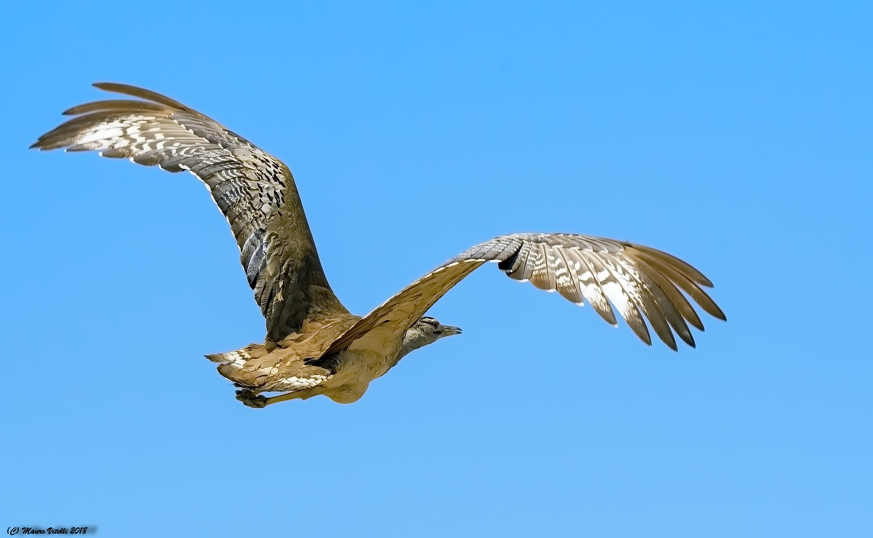 La grande Otarda in volo (Kalahari)