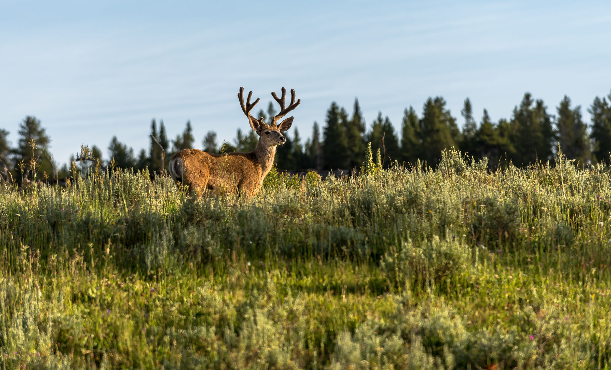 Cervo mulo. Yellowstone