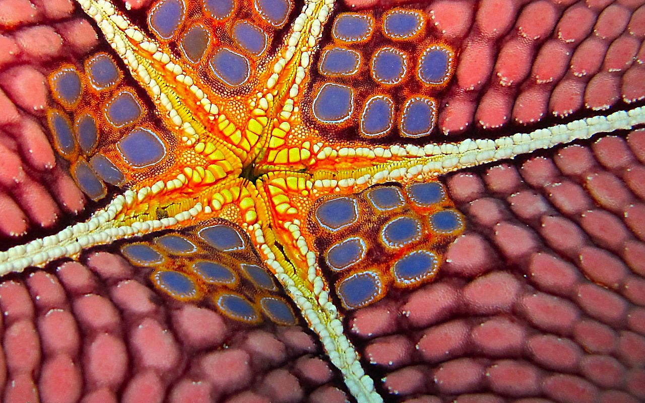 Stella 92 (particolare della zona orale)