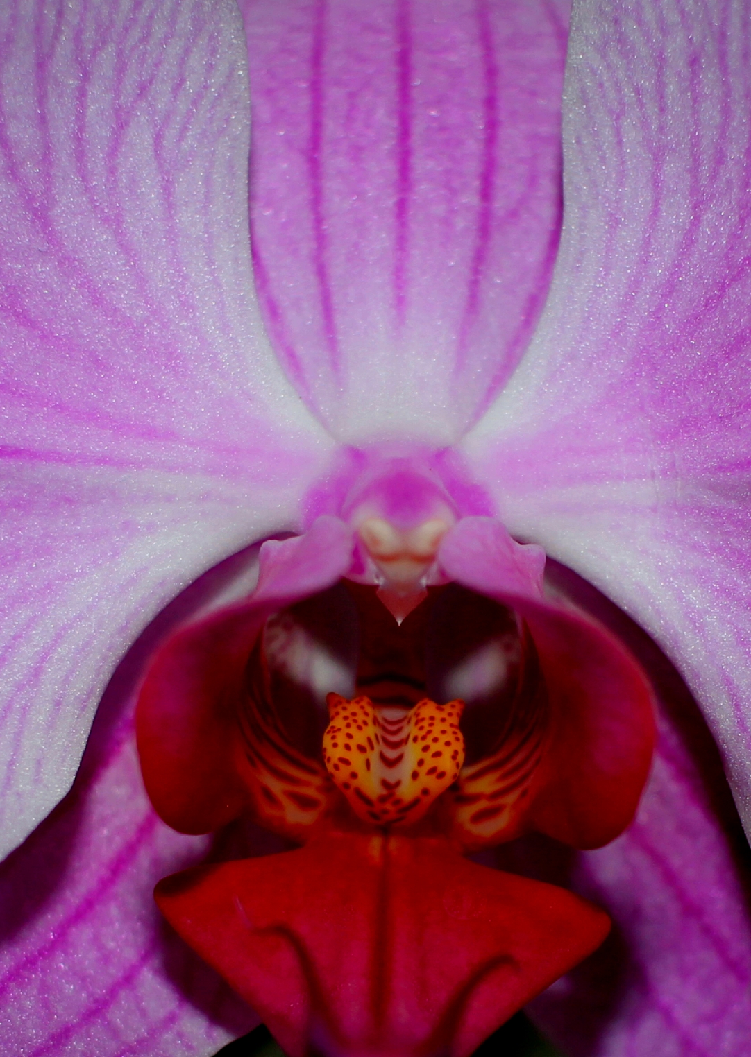 Orchid