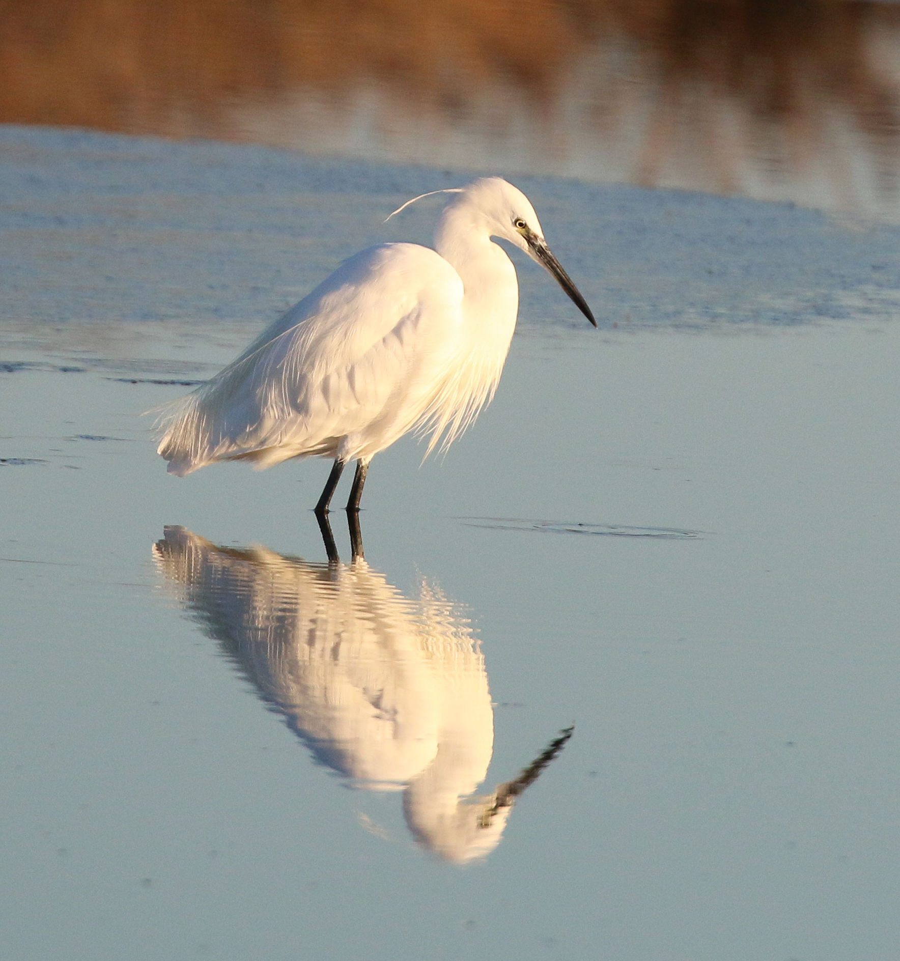 Mirror of my desires...