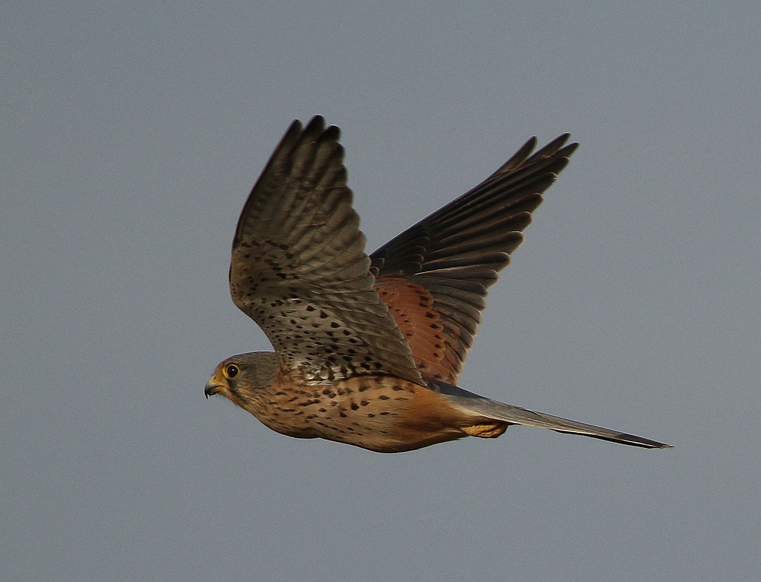 Kestrel