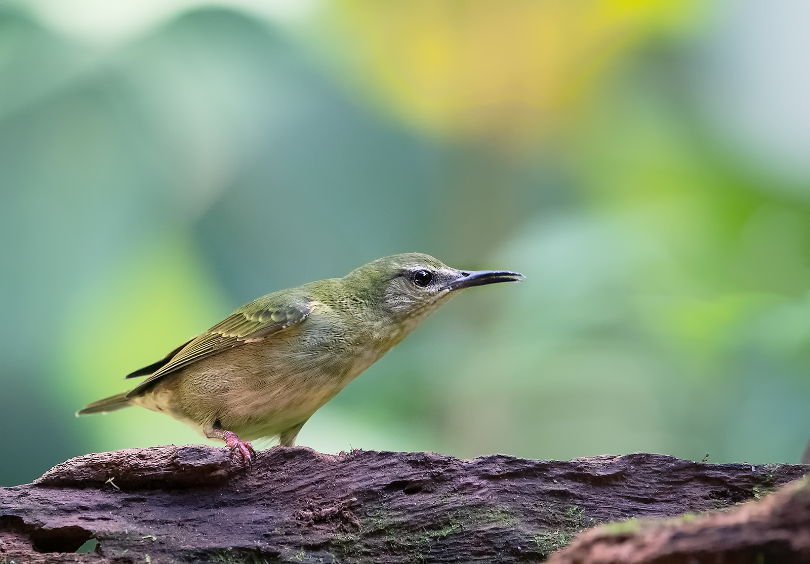 Red legged Female Honeycreeper
