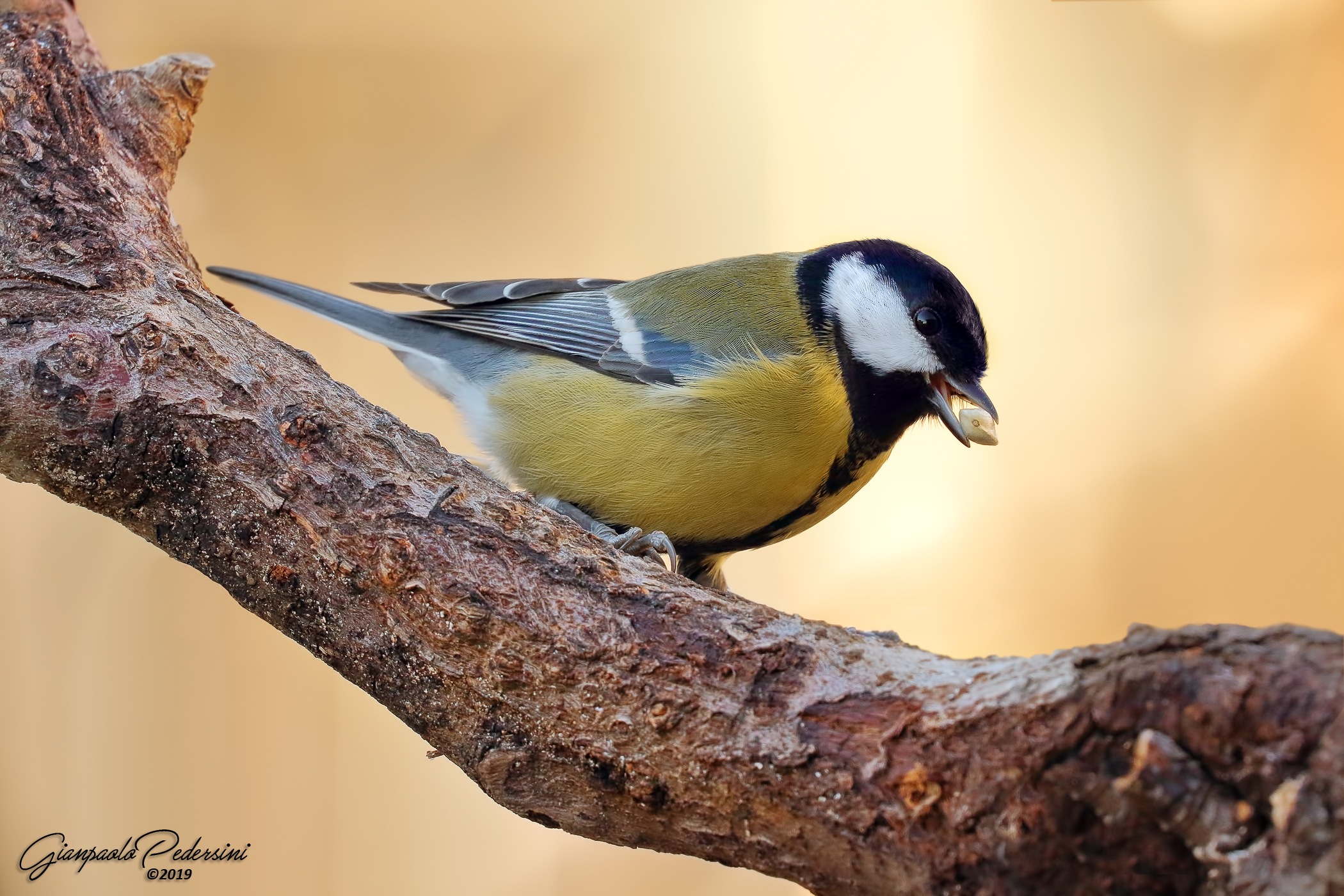 Scusate ....sto mangiando