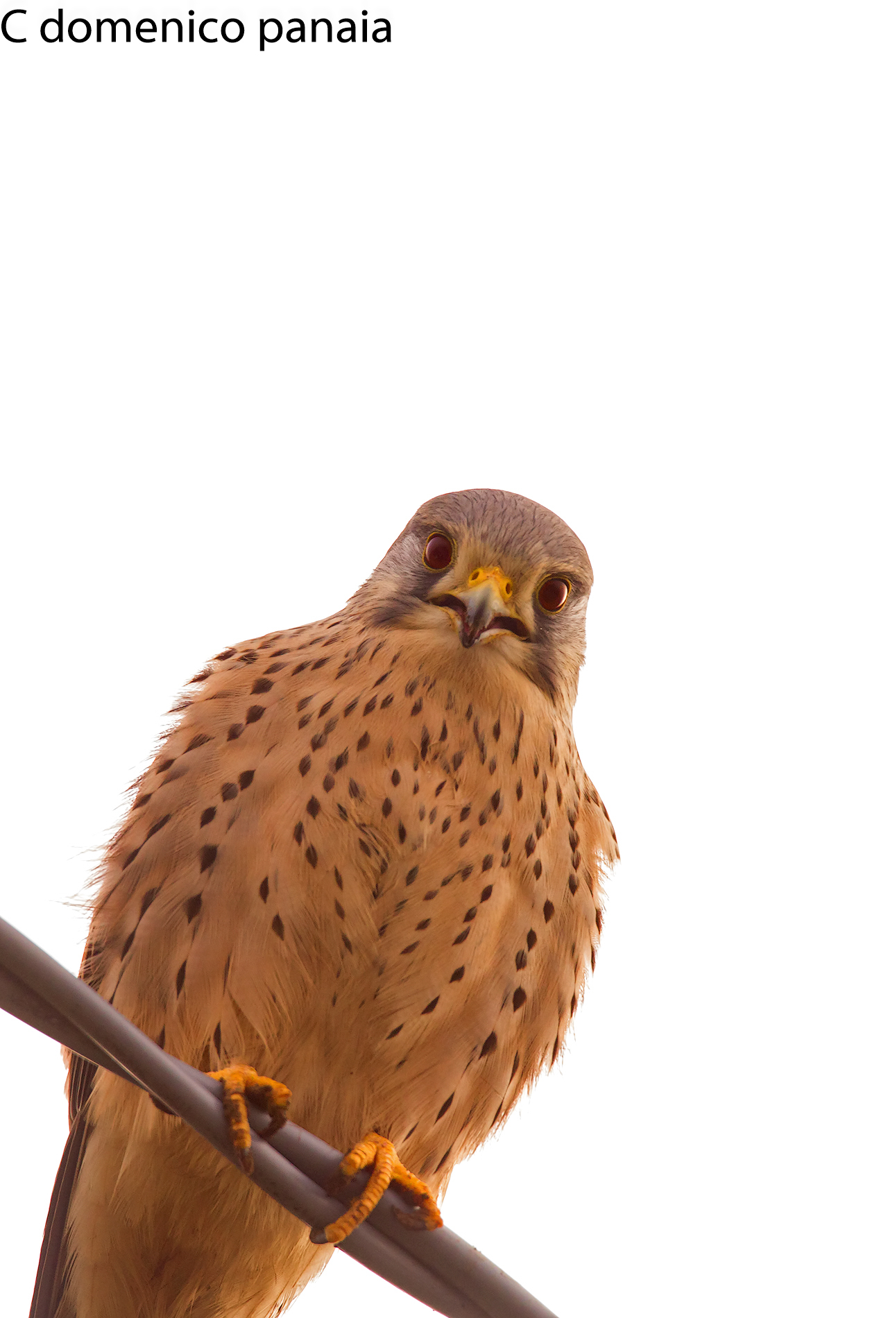 Curious Kestrel