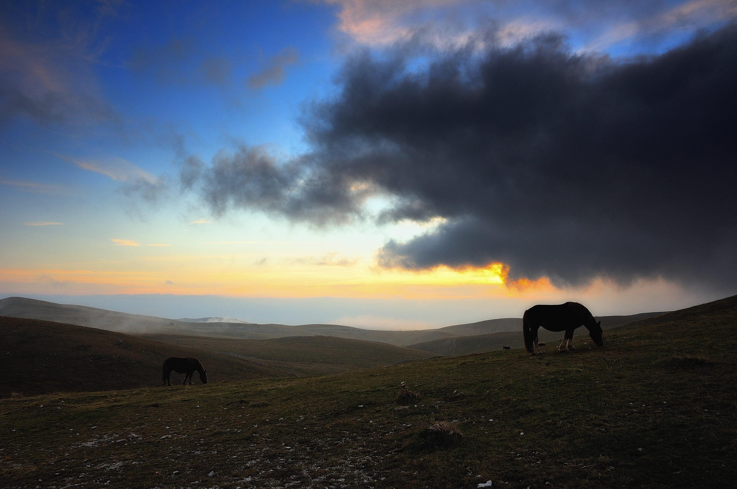 Campo Imperatore -  cavali