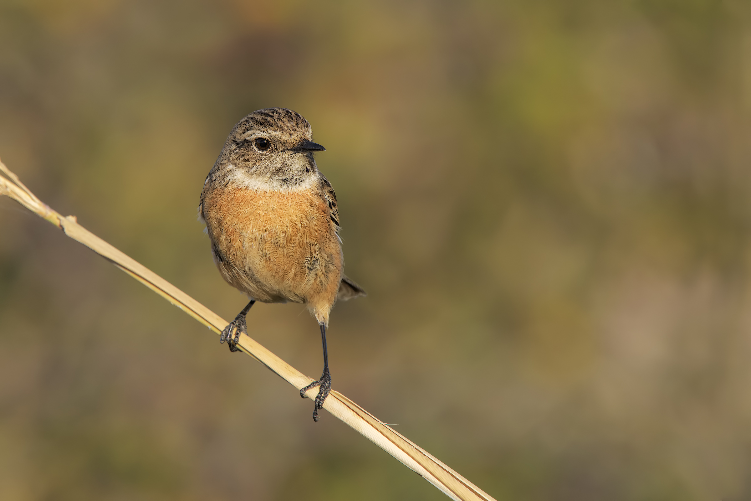 Saltimpalo (Saxixola Rubicola)