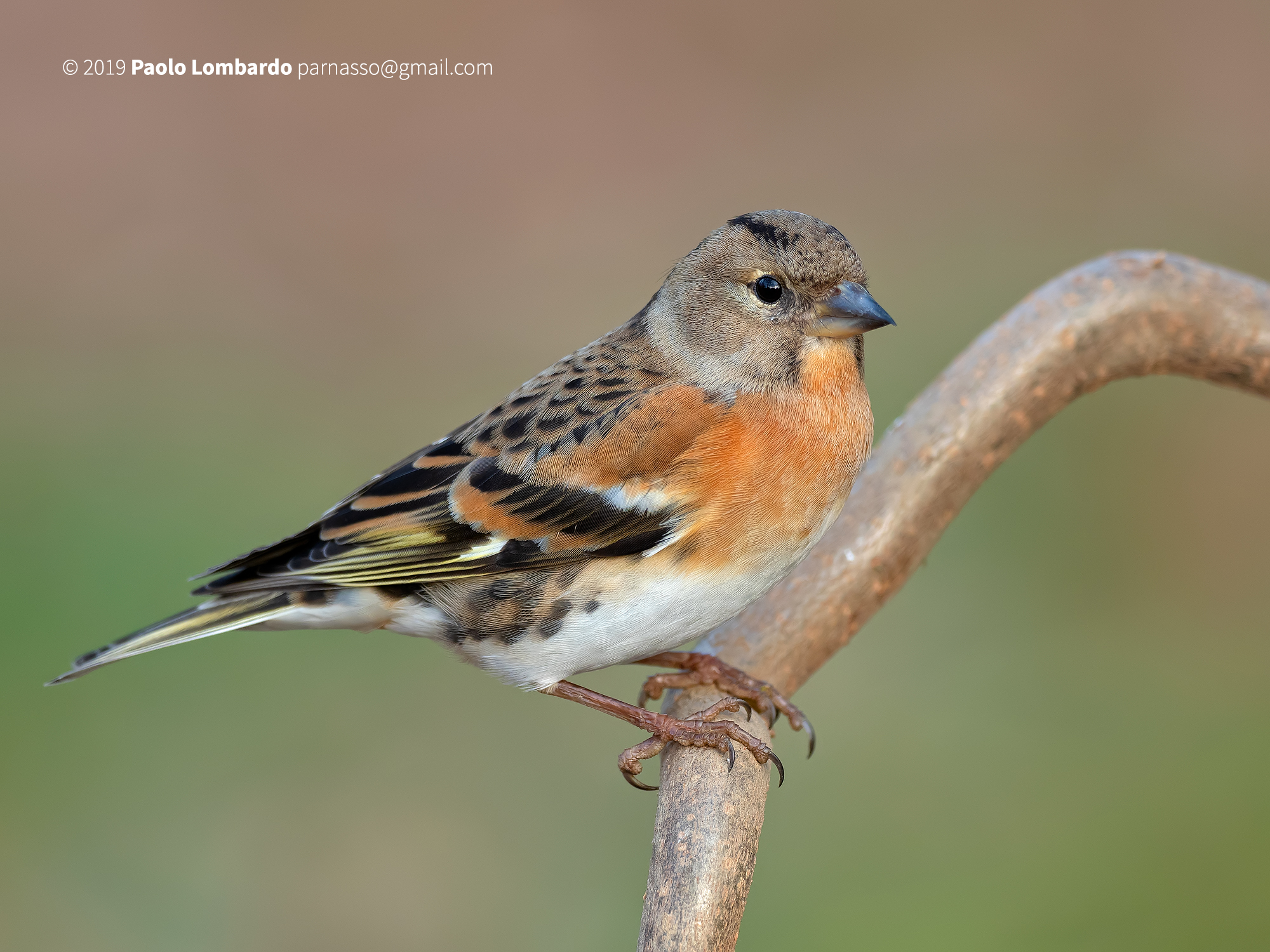 Fringilla montifringilla - Brambling - Peppola
