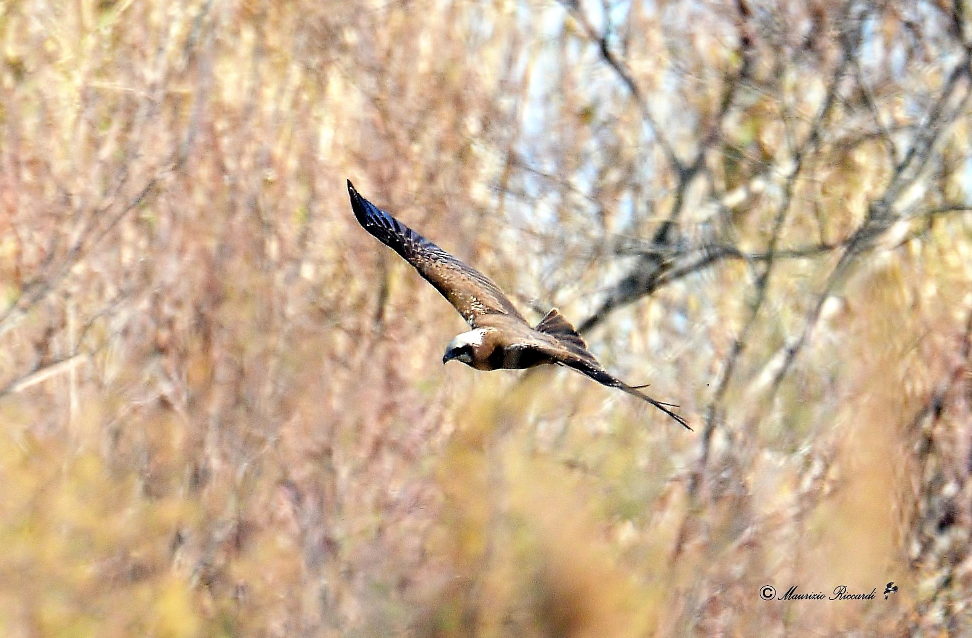 Marsh Hawk