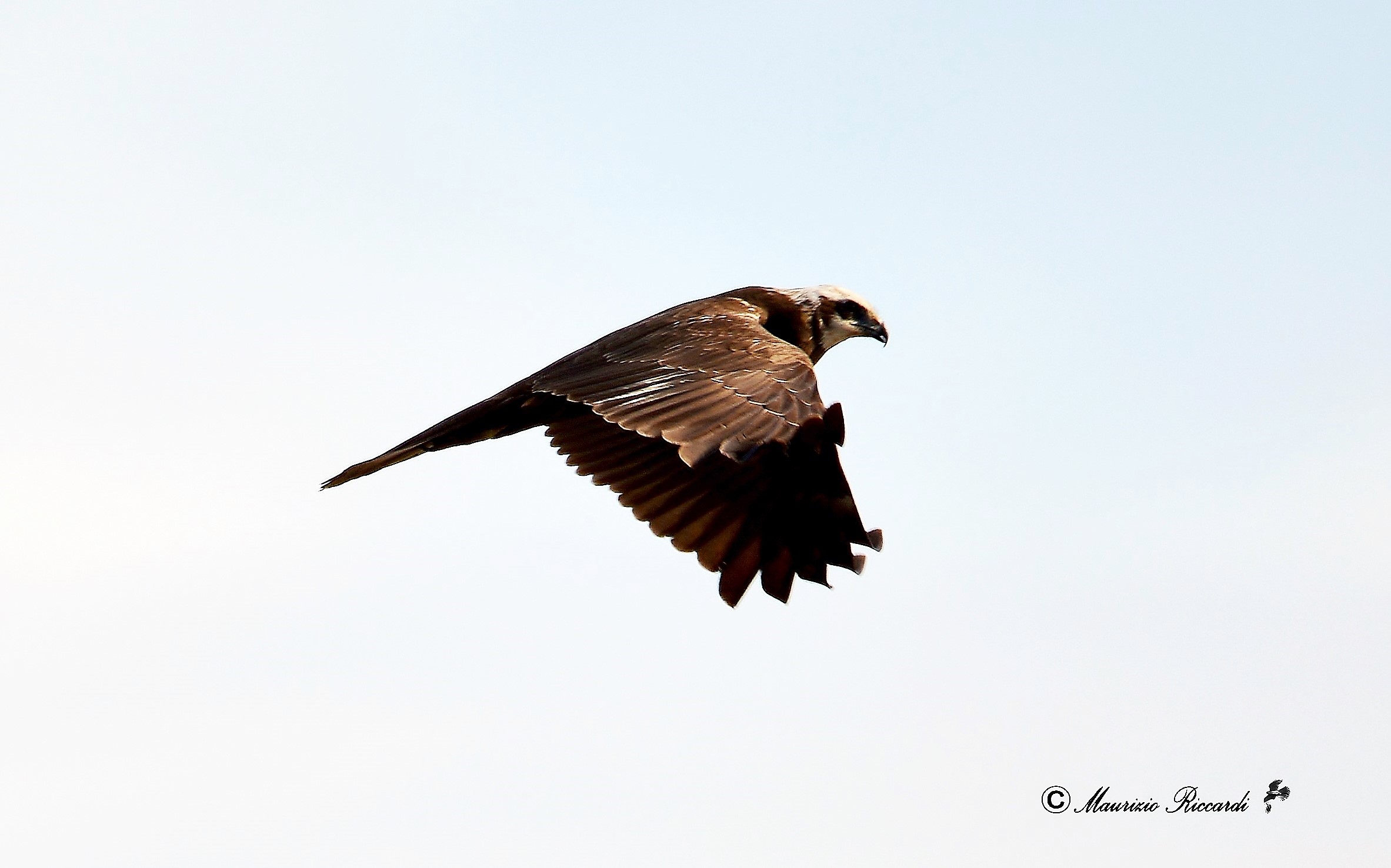 Marsh Hawk