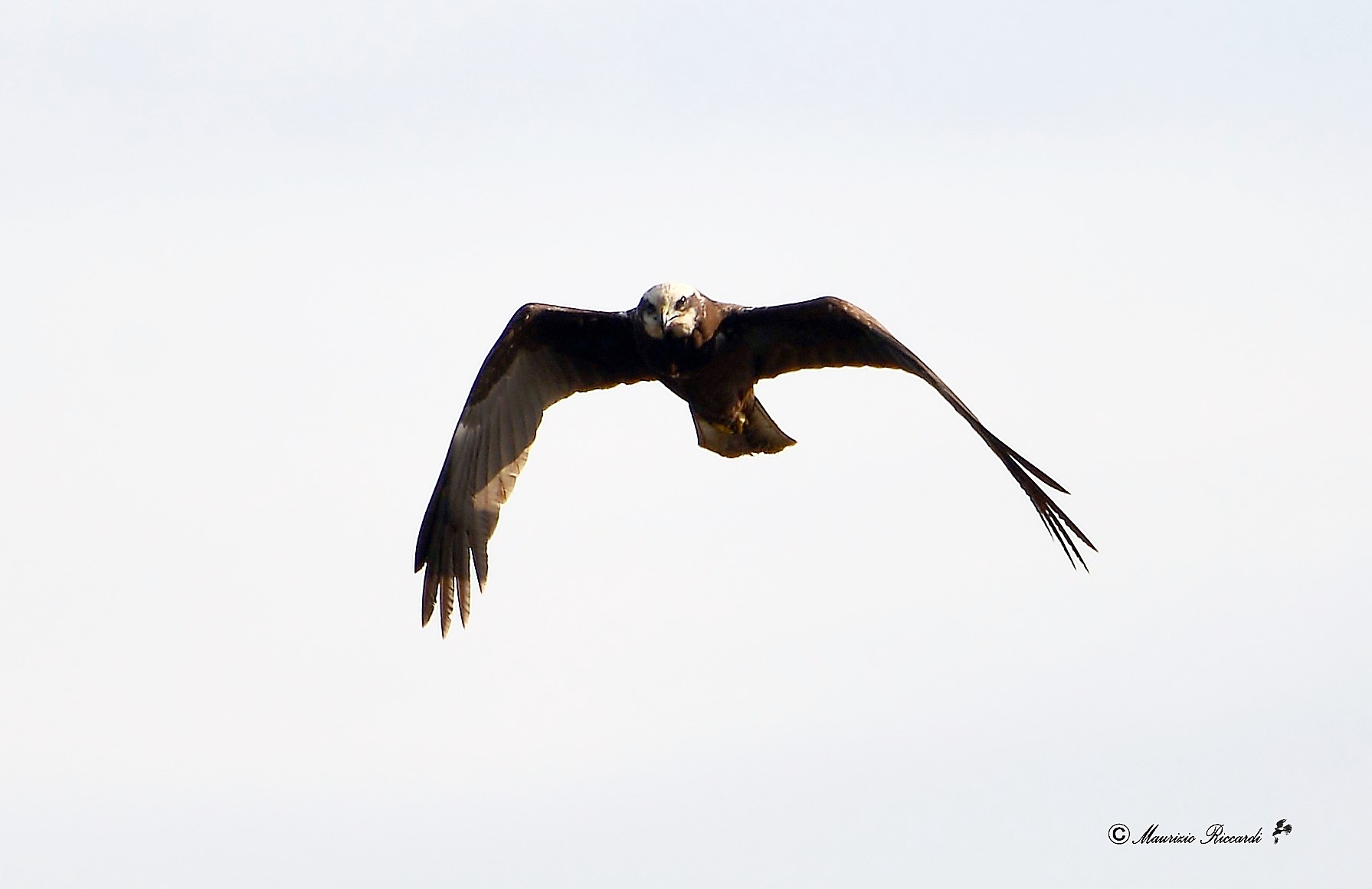 Marsh Hawk